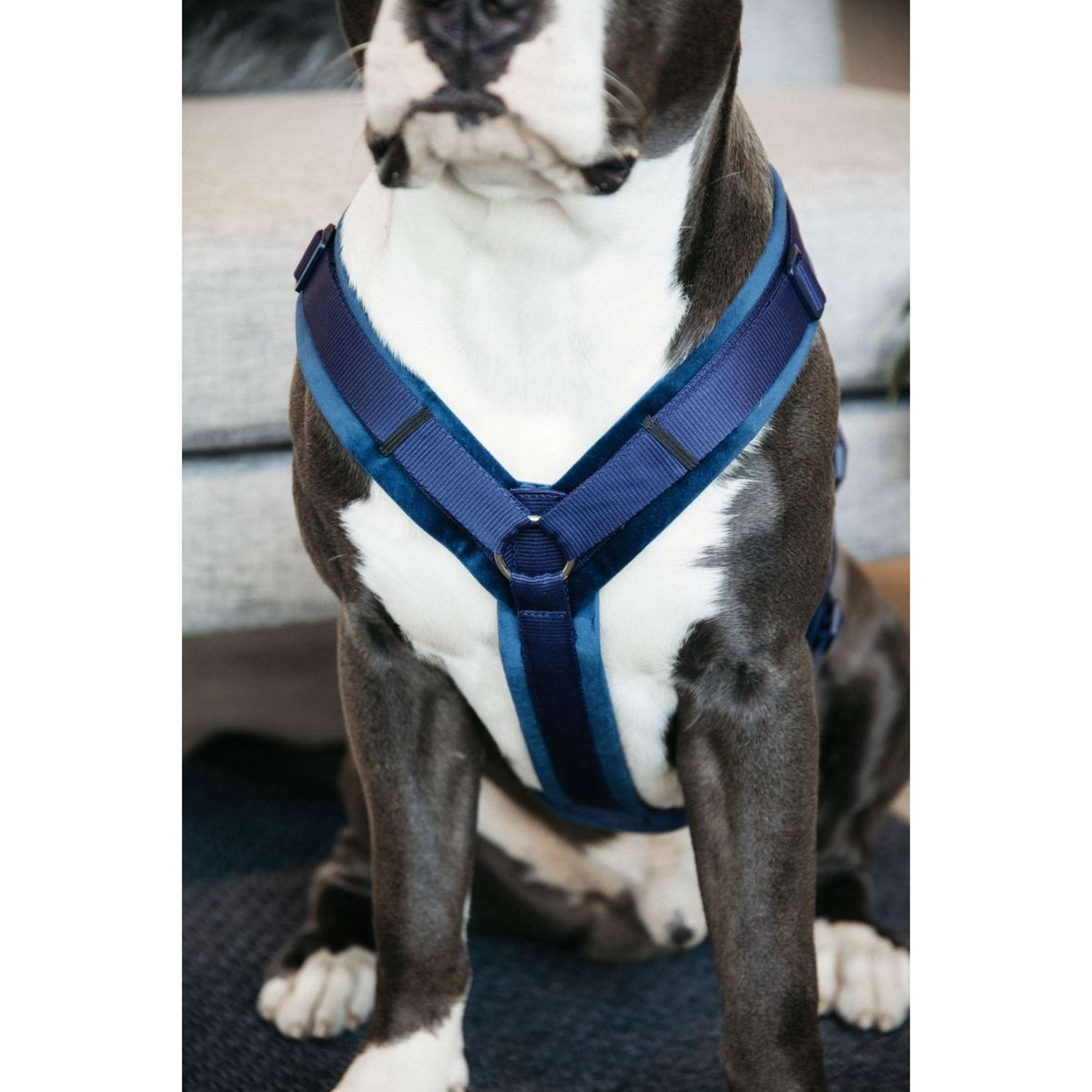 Kentucky Geschirr Active Velvet Navy Kentucky Geschirr Active Velvet Navy