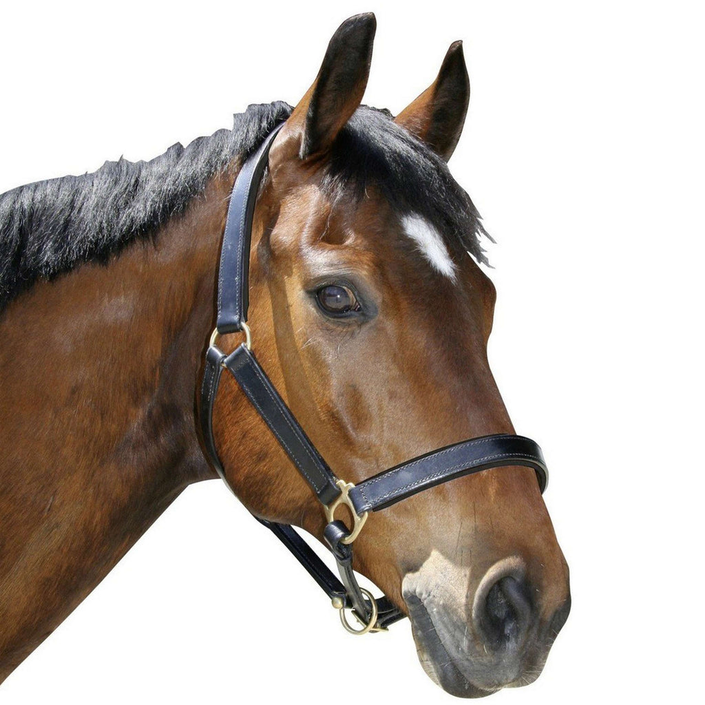 Covalliero Halfter Robustes Leder Braun
