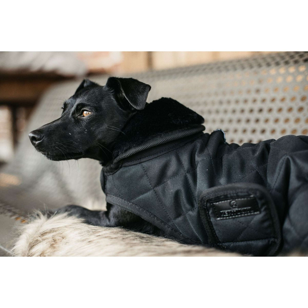 Kentucky Dog Coat Original Schwarz