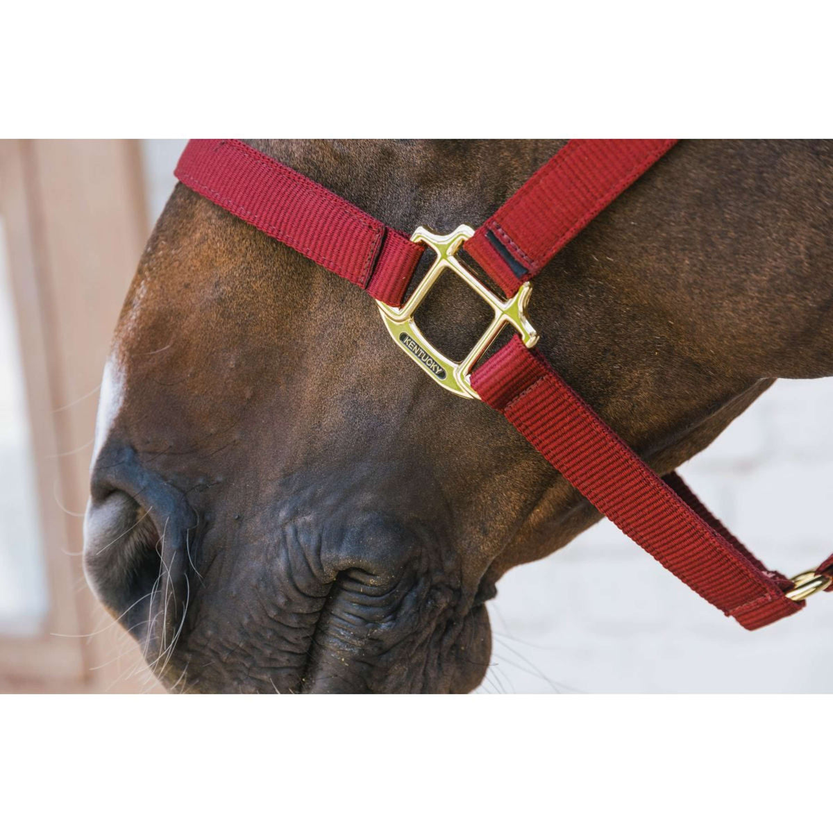 Kentucky Halfter Nylon Breakaway Bordeaux