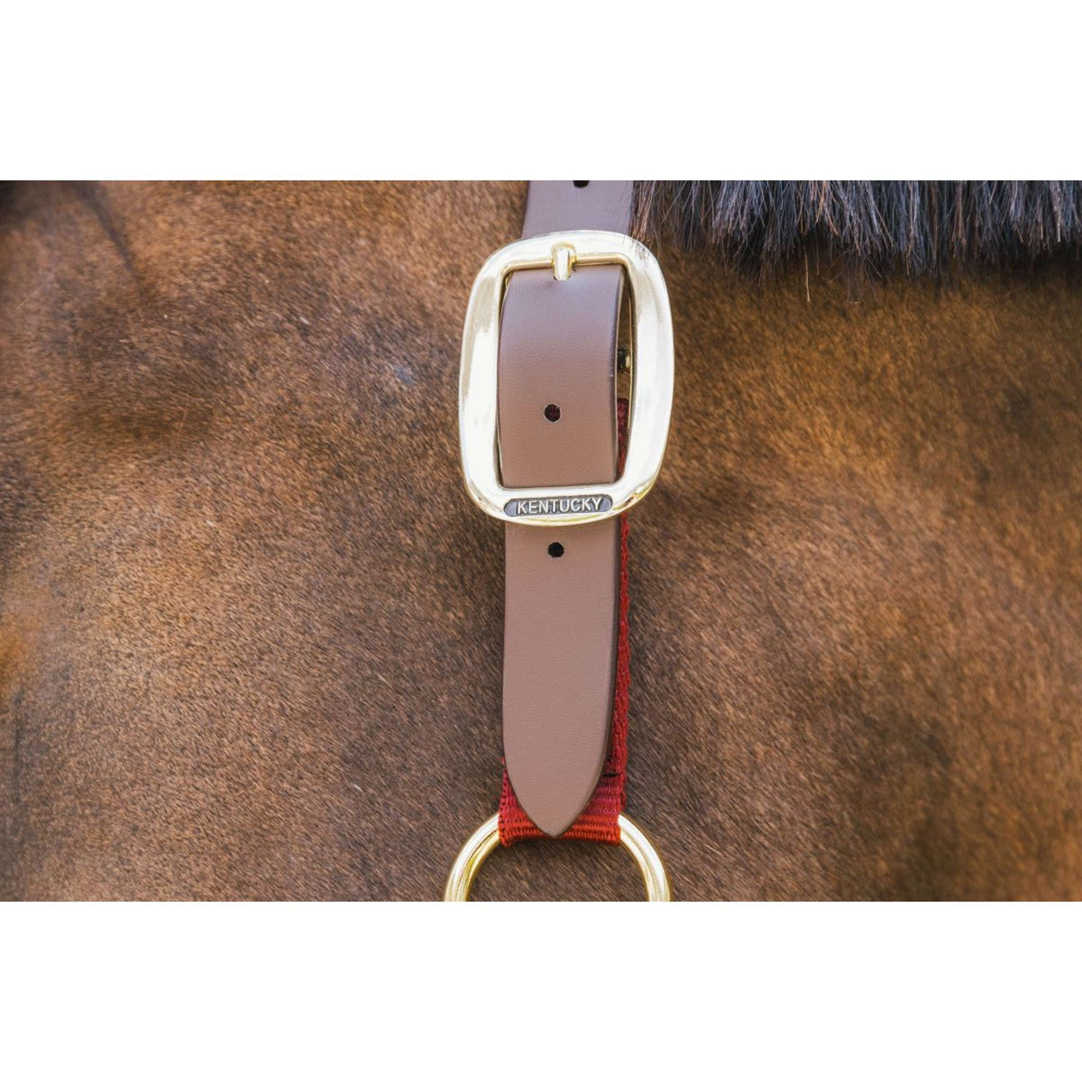 Kentucky Halfter Nylon Breakaway Bordeaux