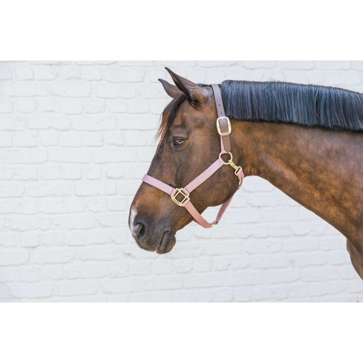 Kentucky Halfter Nylon Breakaway Altrosa