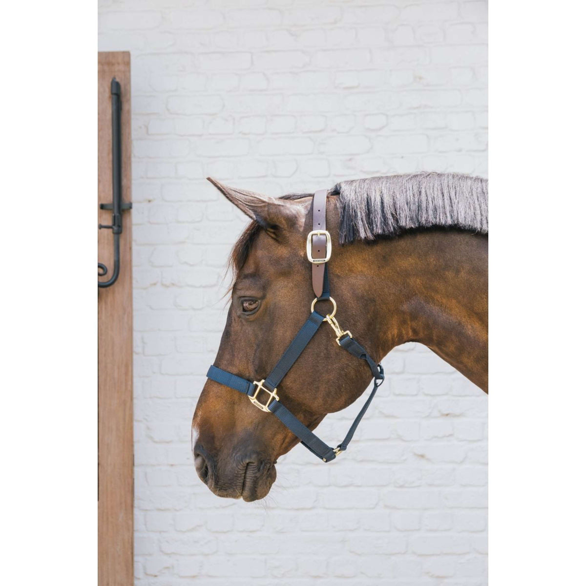 Kentucky Halfter Nylon Breakaway Navy