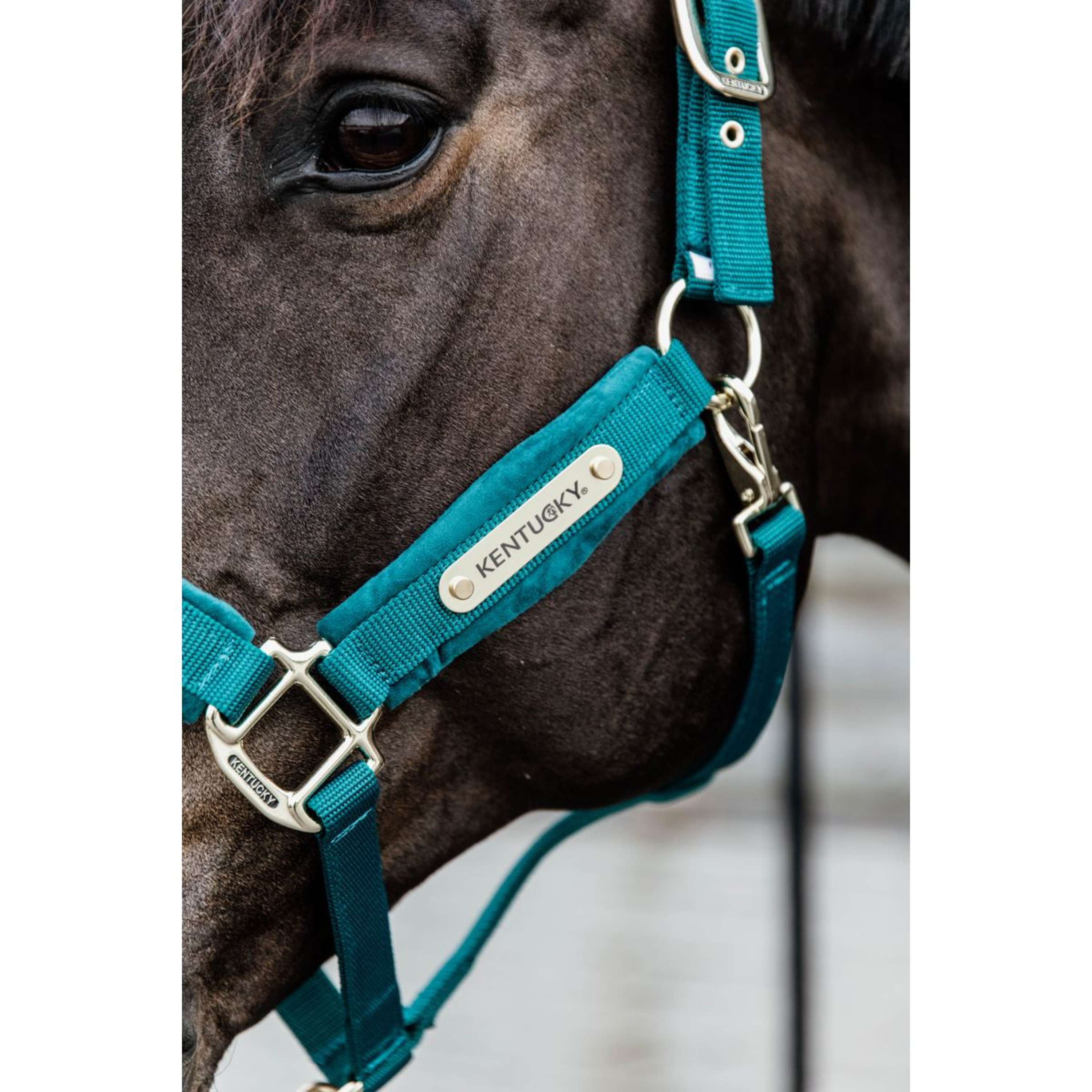 Kentucky Halfter Velvet Smaragdgrün
