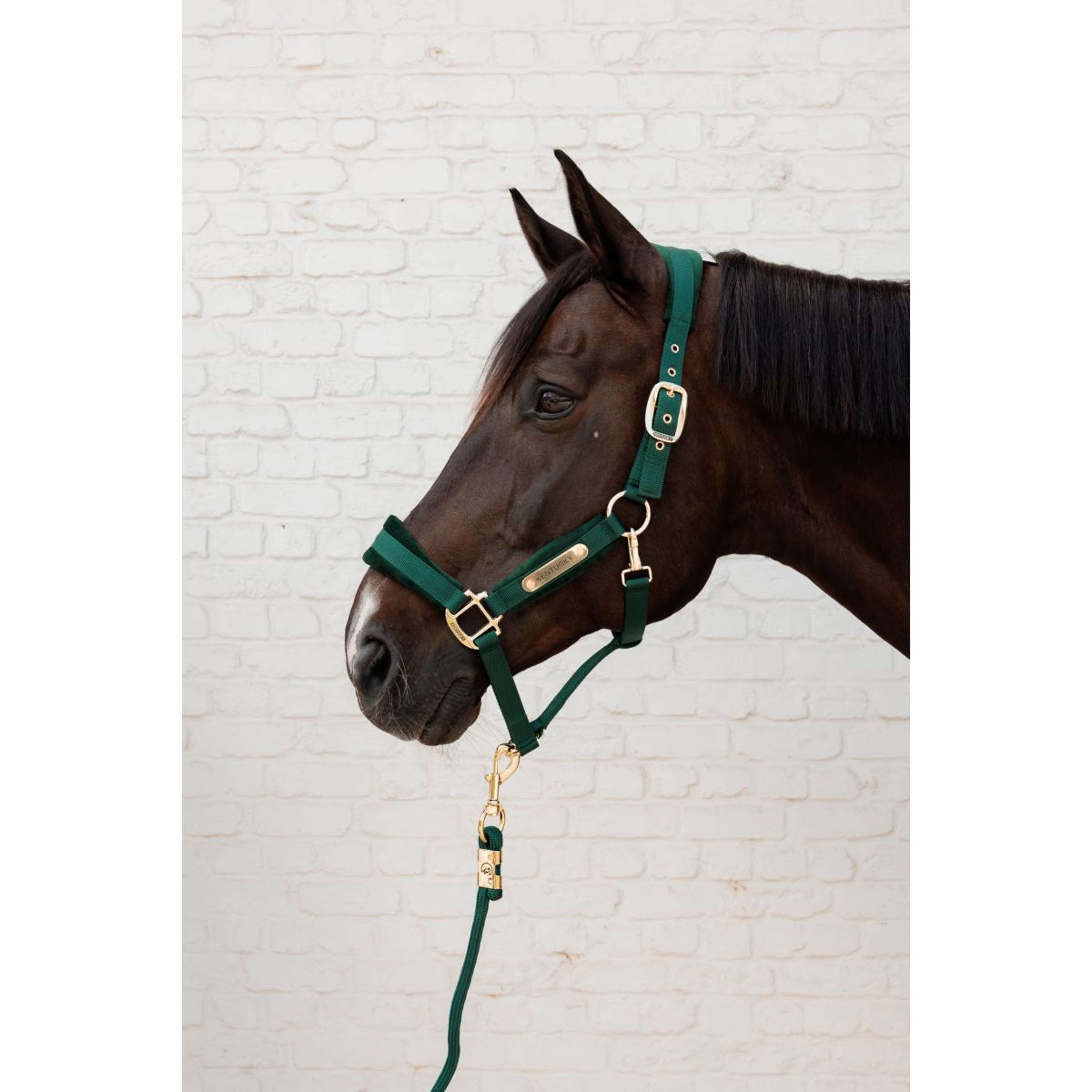 Kentucky Halfter Velvet Pine Green