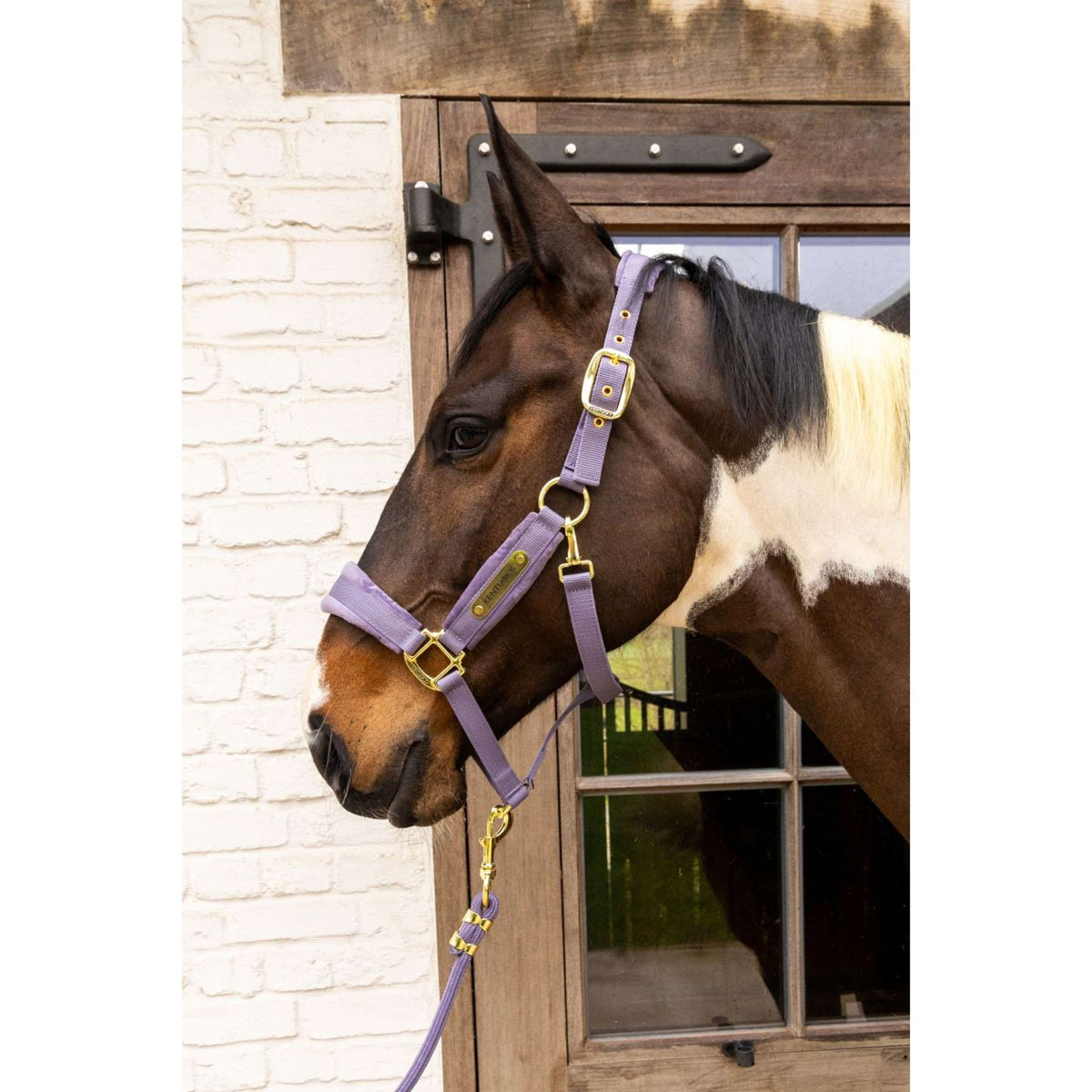 Kentucky Halfter Velvet Violett