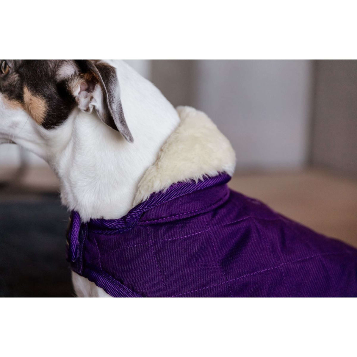 Kentucky Hundejacke Original Royal Violett