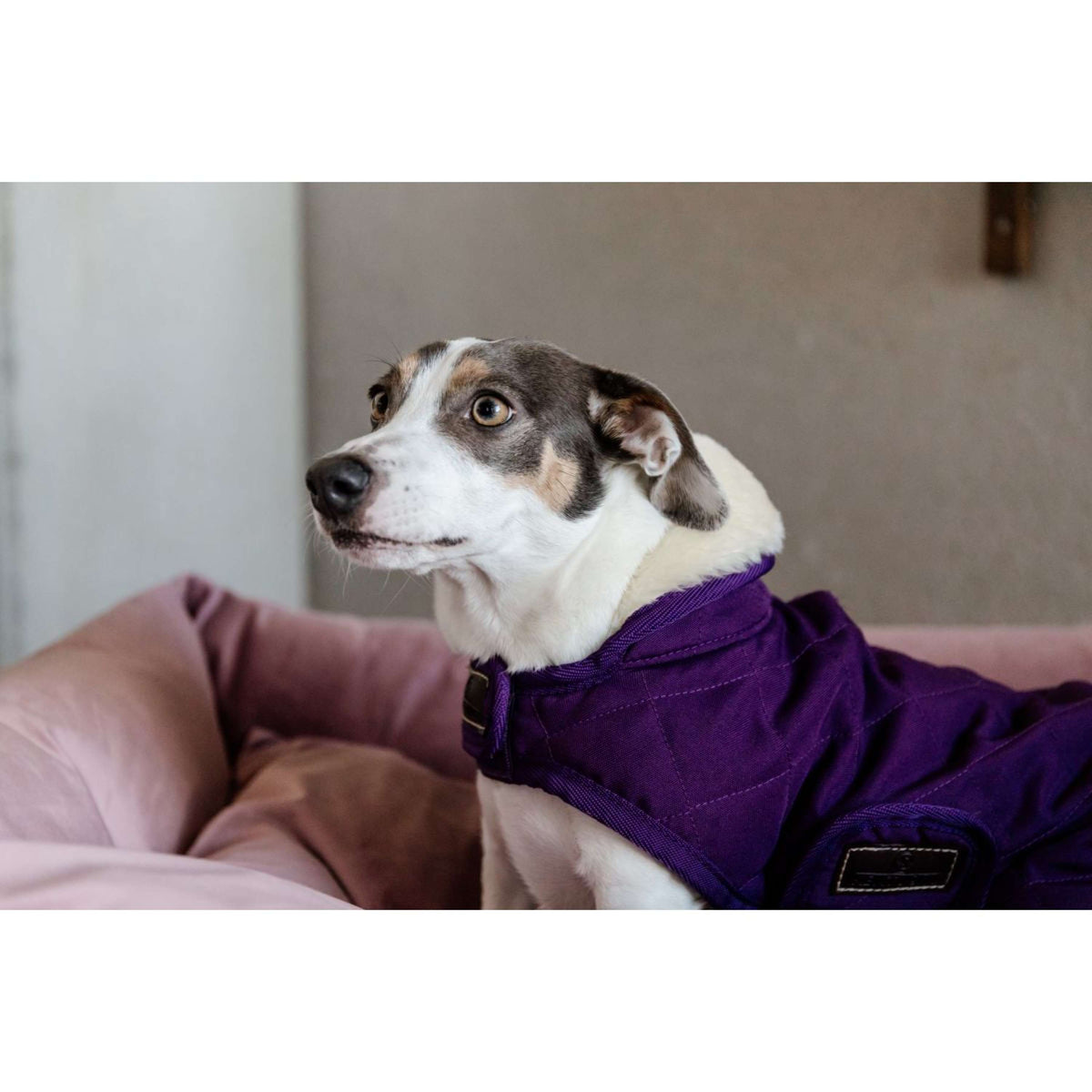 Kentucky Hundejacke Original Royal Violett