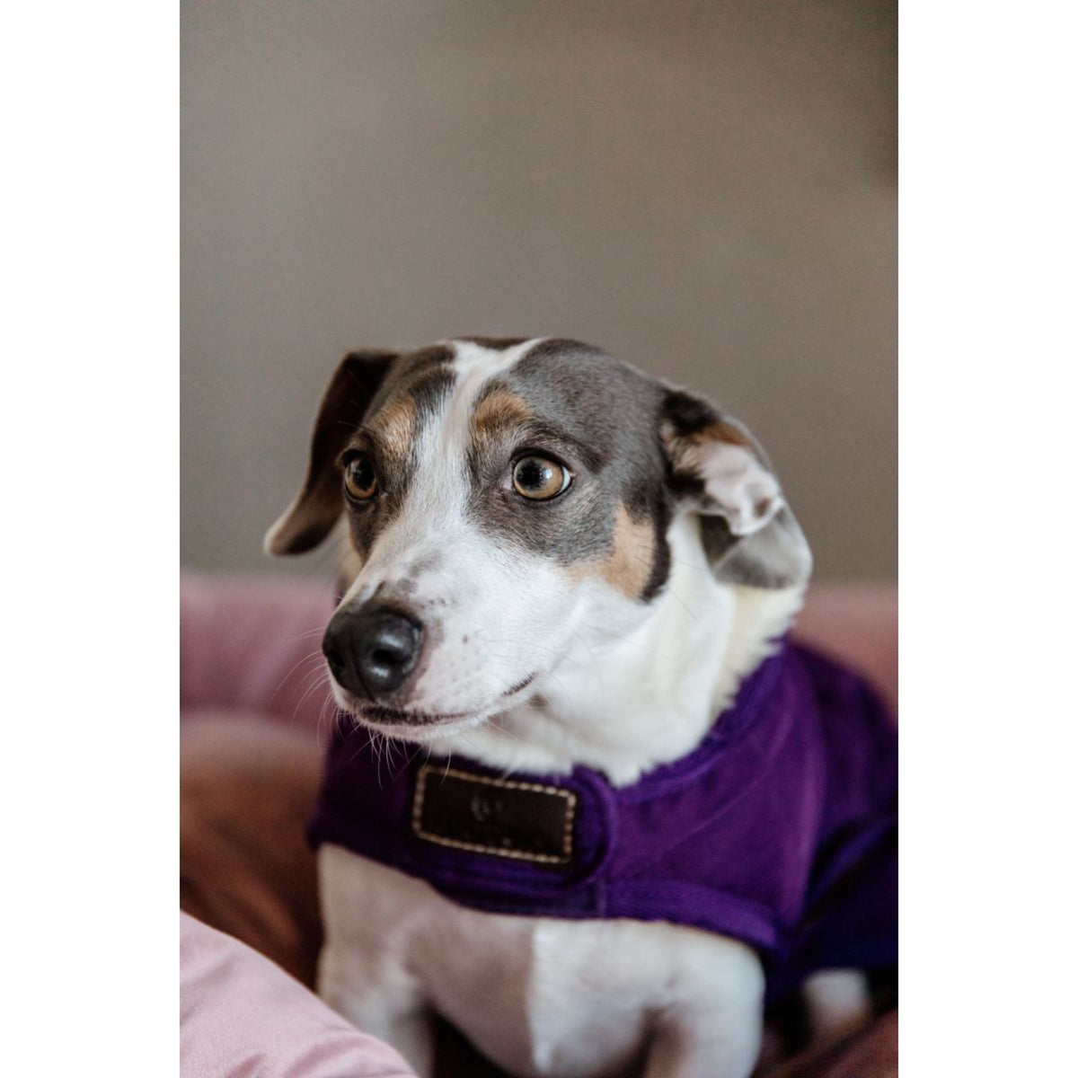 Kentucky Hundejacke Original Royal Violett