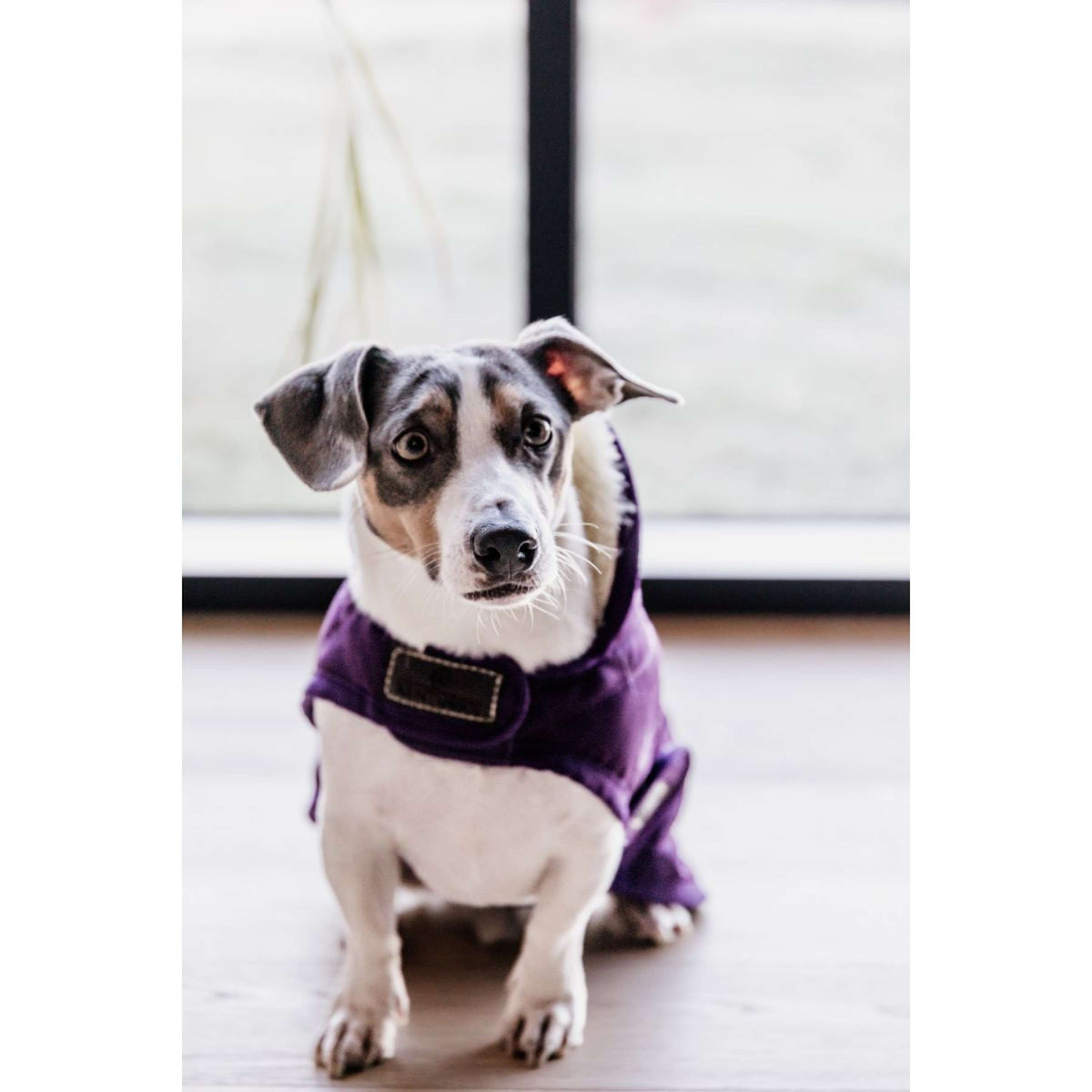 Kentucky Hundejacke Original Royal Violett