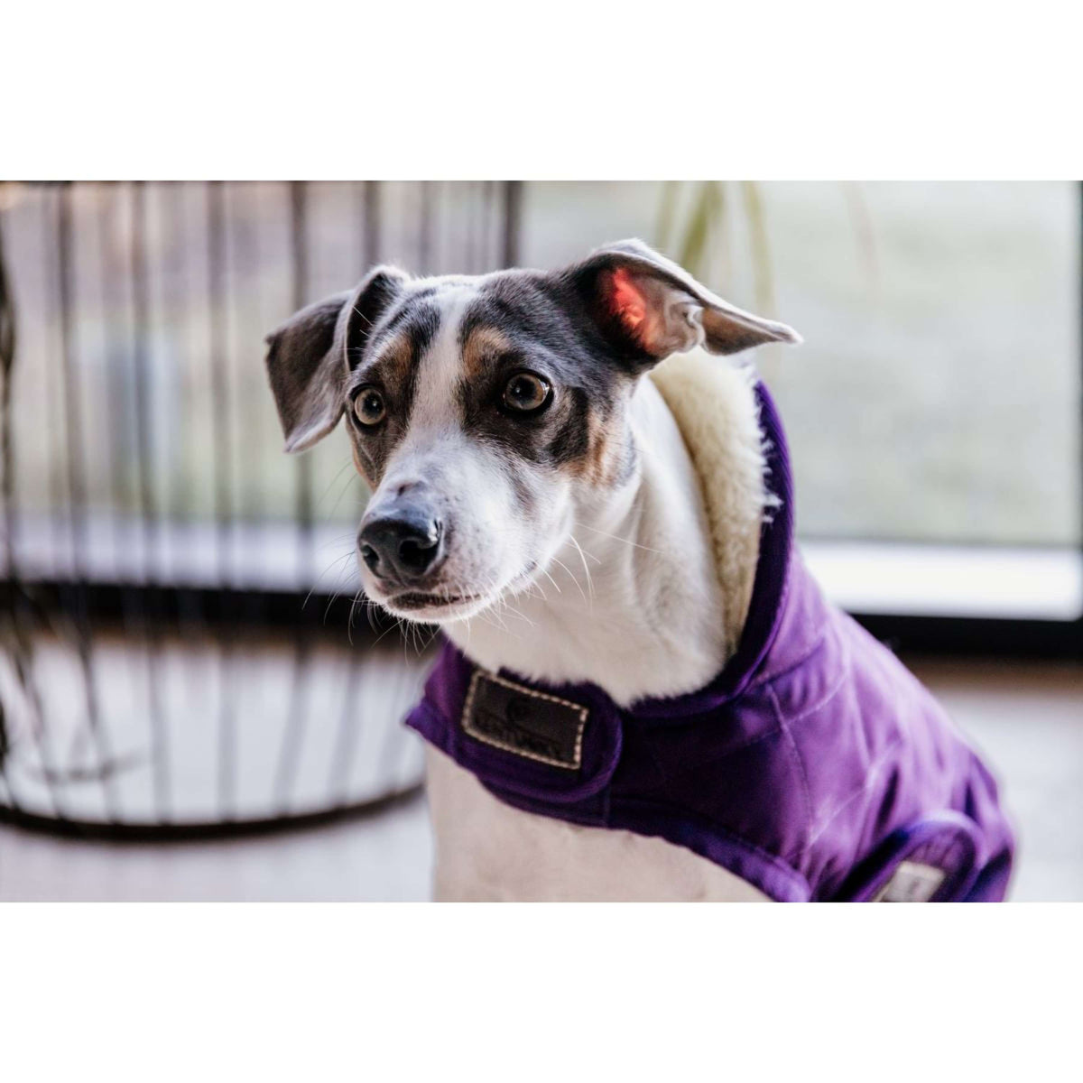 Kentucky Hundejacke Original Royal Violett