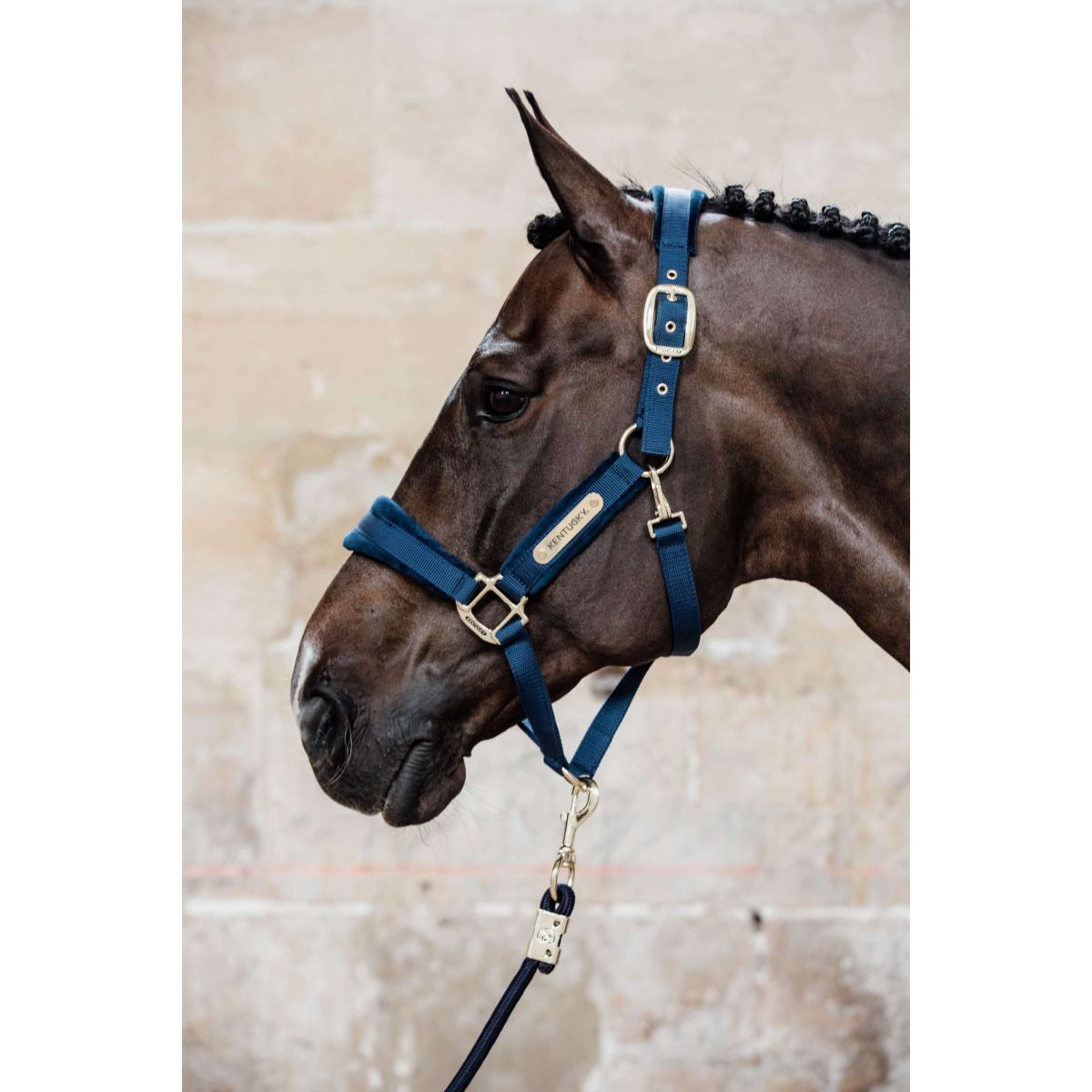 Kentucky Halfter Velvet Navy Kentucky Halfter Velvet Navy