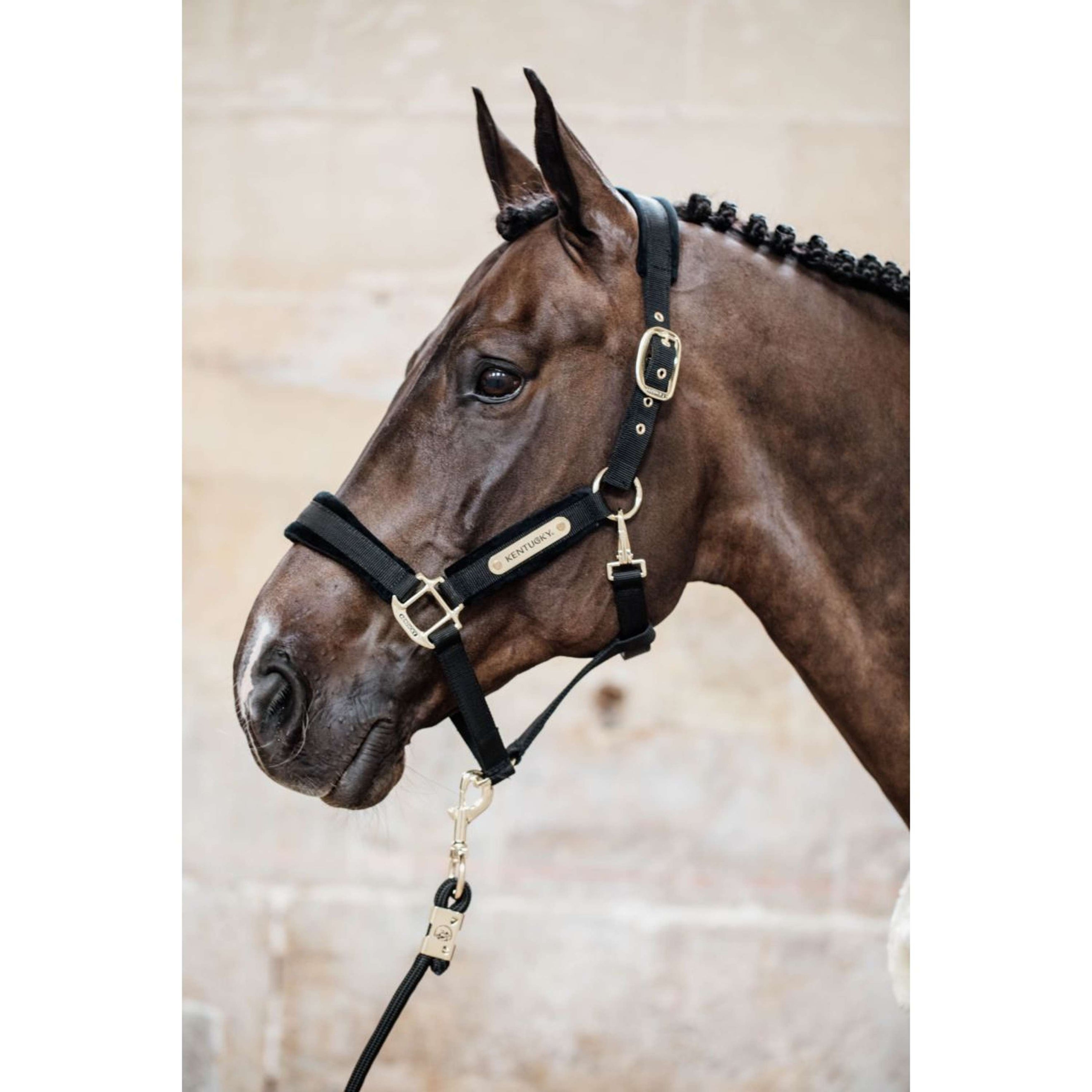 Kentucky Halfter Velvet Schwarz