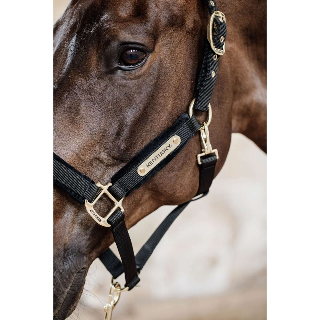 Kentucky Halfter Velvet Schwarz