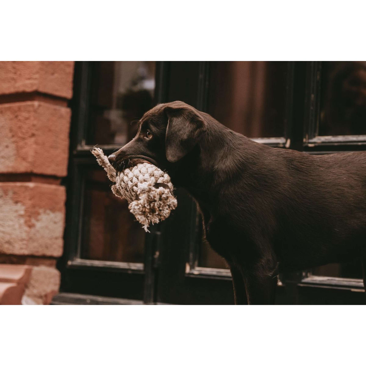 Kentucky Hundespielzeug Cotton Rope Pineapple