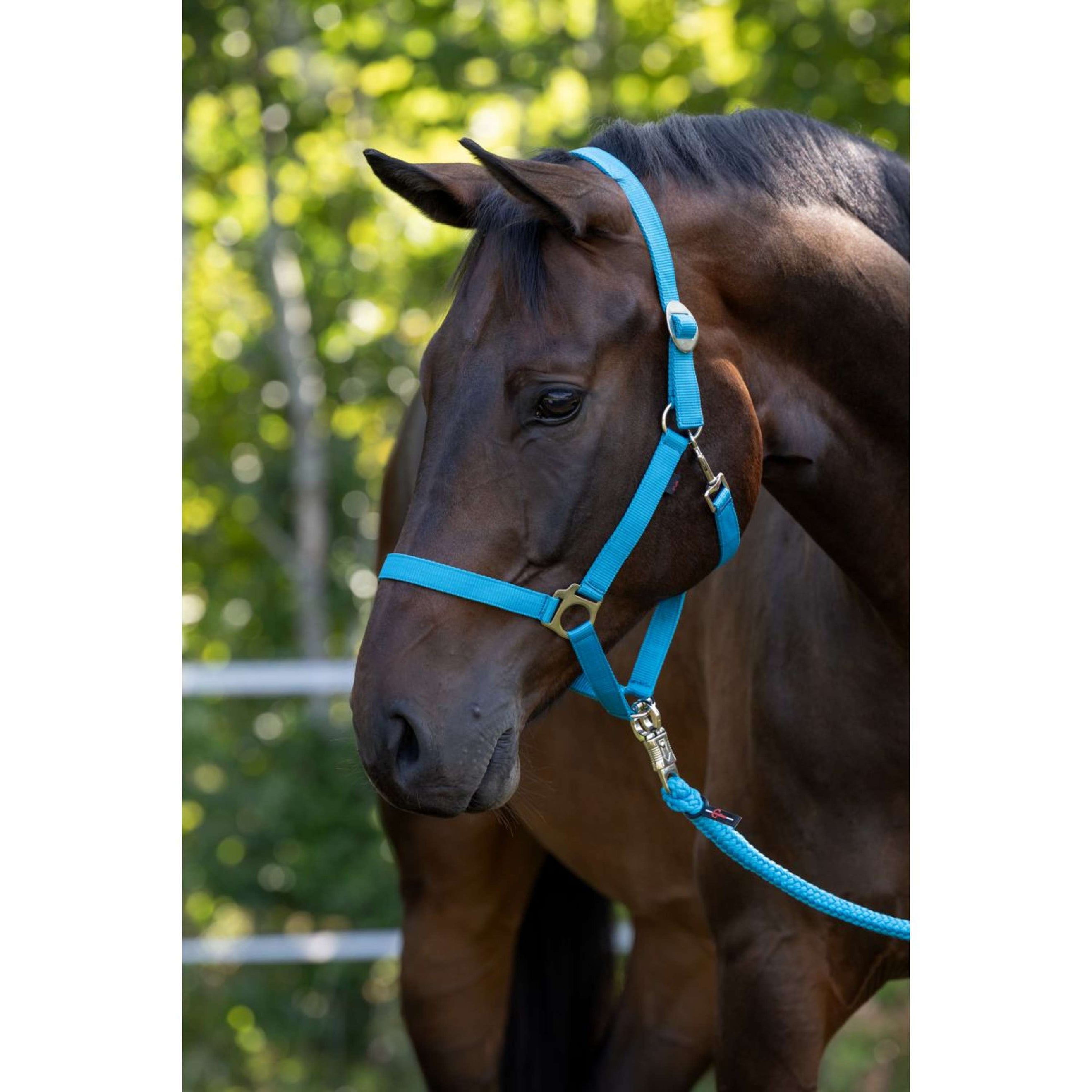 Covalliero Halfter Hippo Blau