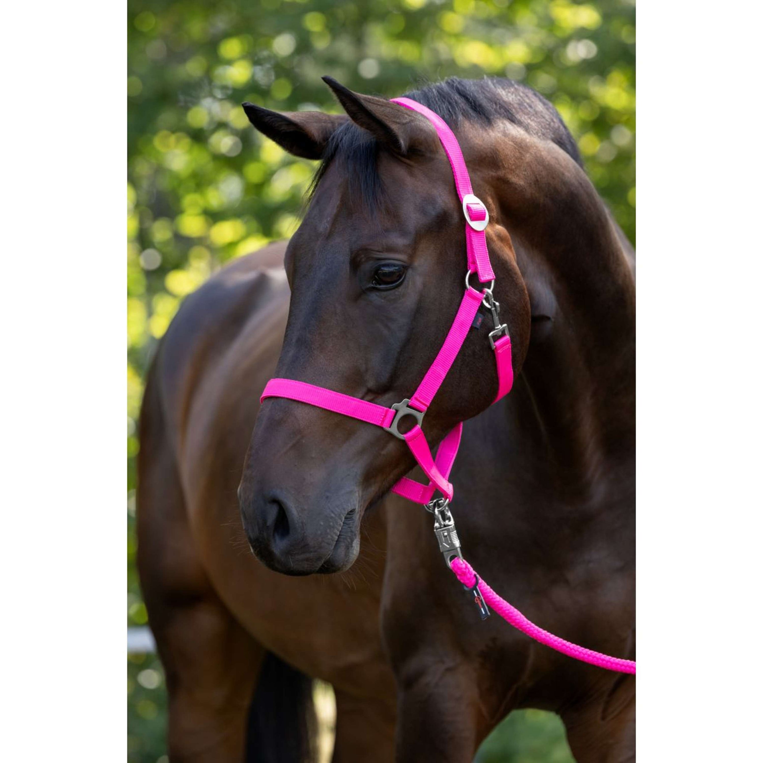 Covalliero Halfter Hippo Rosa