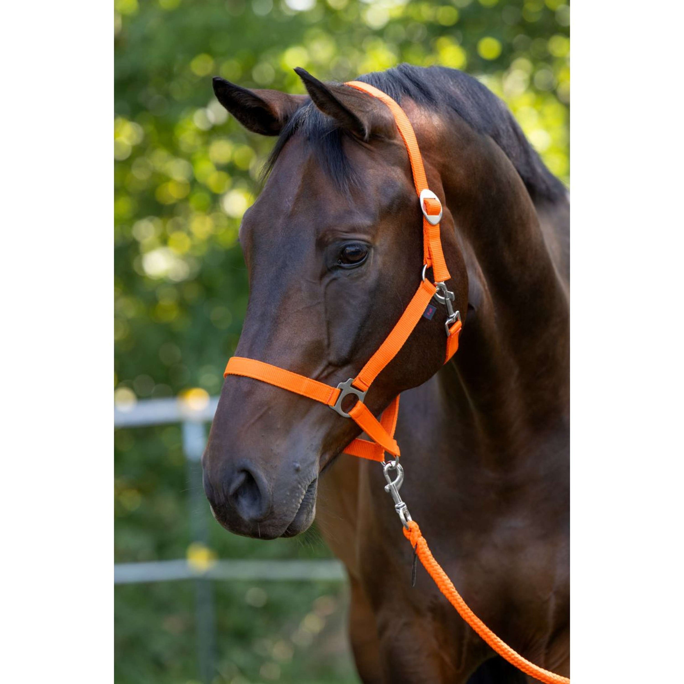 Covalliero Halfter Hippo Orange