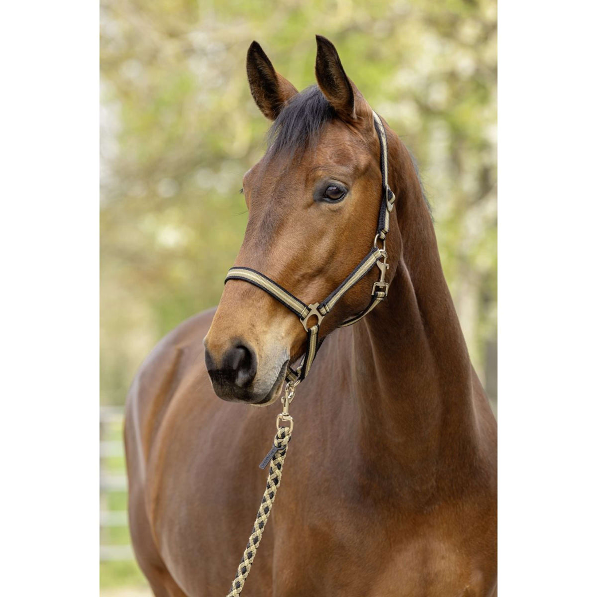 Covalliero Halfter SS26 Schwarz/Nuss