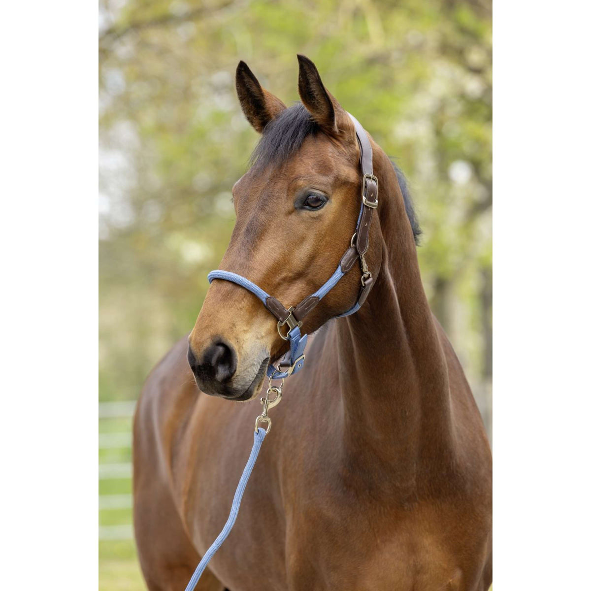 Covalliero Halfter SS26 Smoked Blue