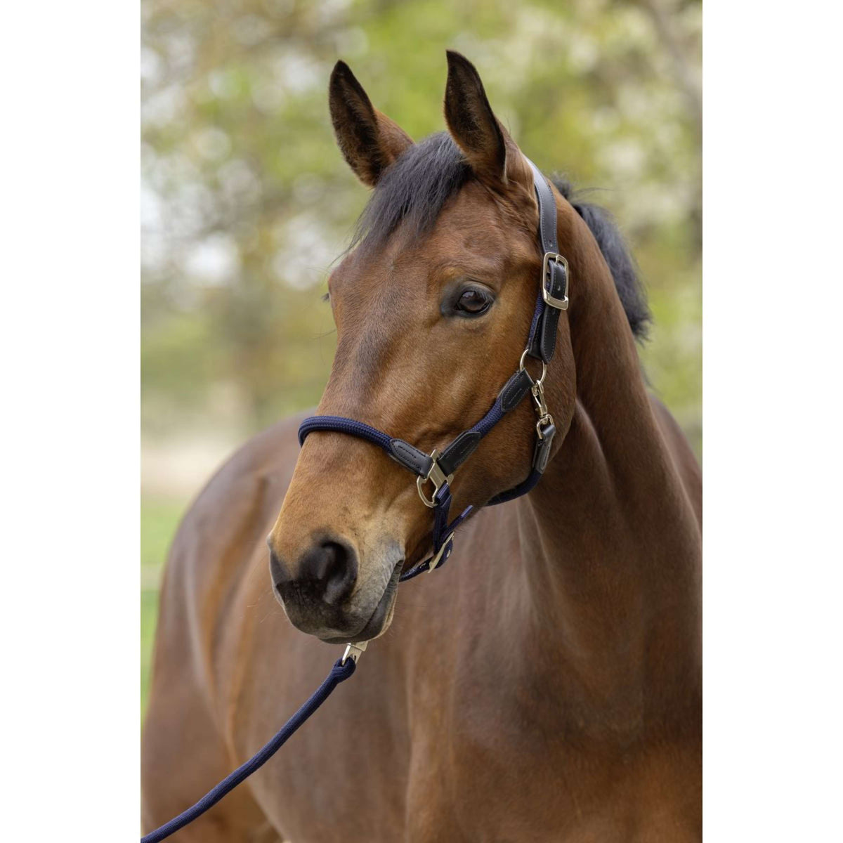 Covalliero Halfter SS26 Dunkle Navy