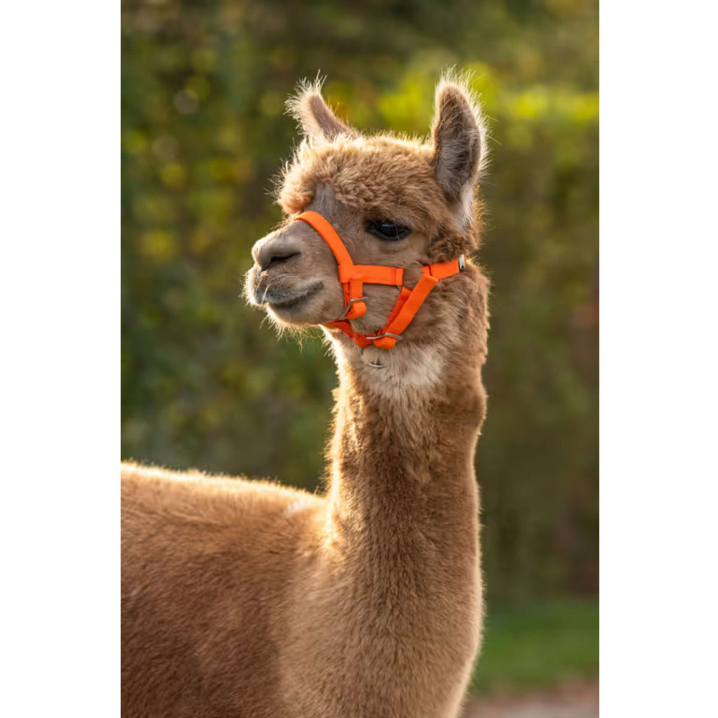 Kerbl Halfter Verstellbares Alpaka Orange