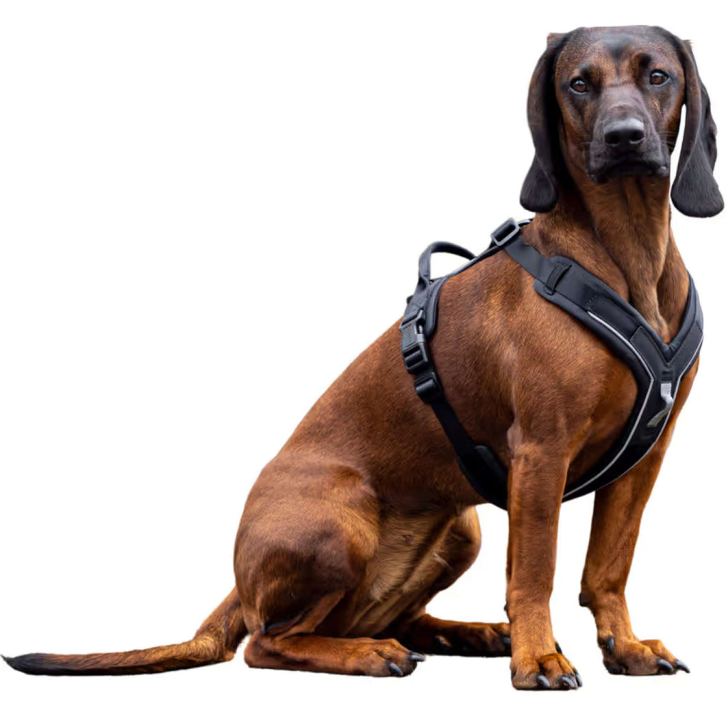 Kerbl Hundegeschirr Dallas Schwarz