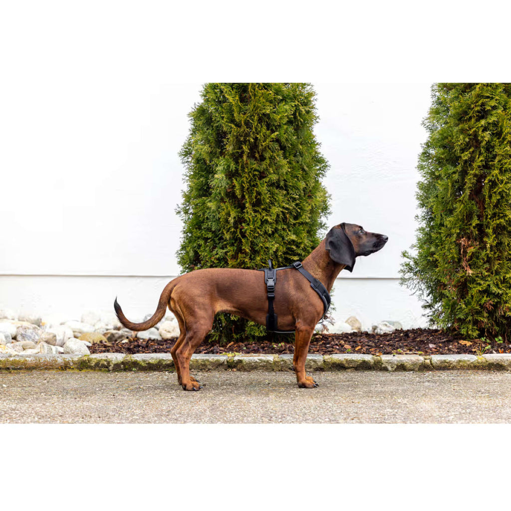 Kerbl Hundegeschirr Dallas Schwarz