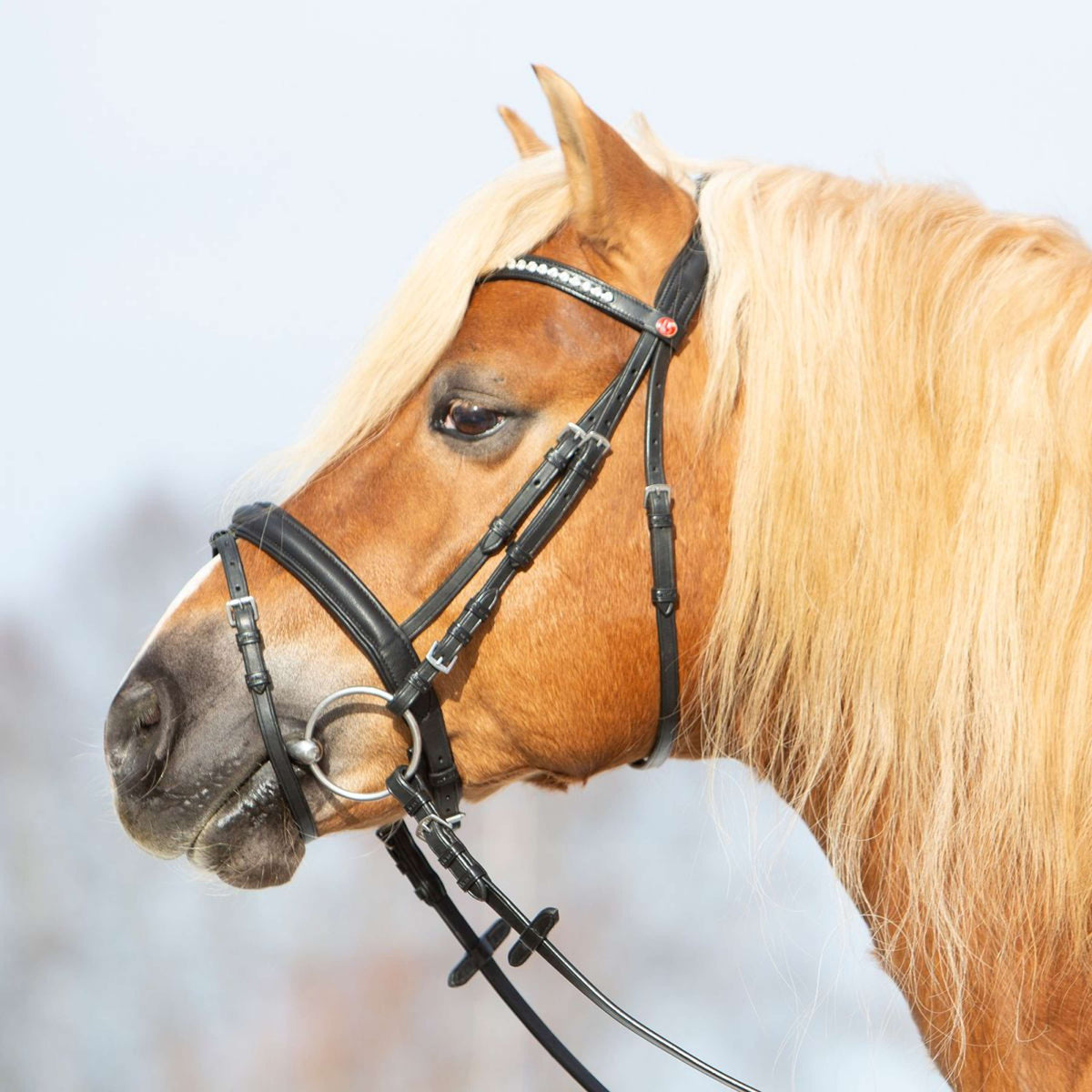 Kieffer Trense Ultrasoft Haflinger Schwarz/Weißen Steinen