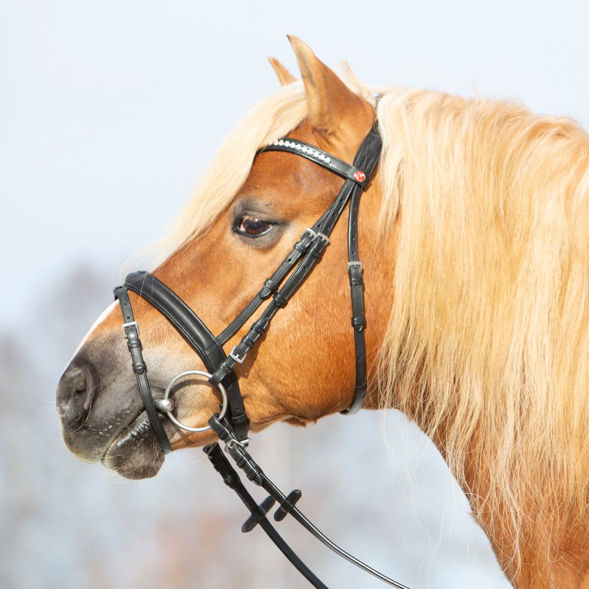 Kieffer Trense Ultrasoft Haflinger Schwarz/Weißen Steinen