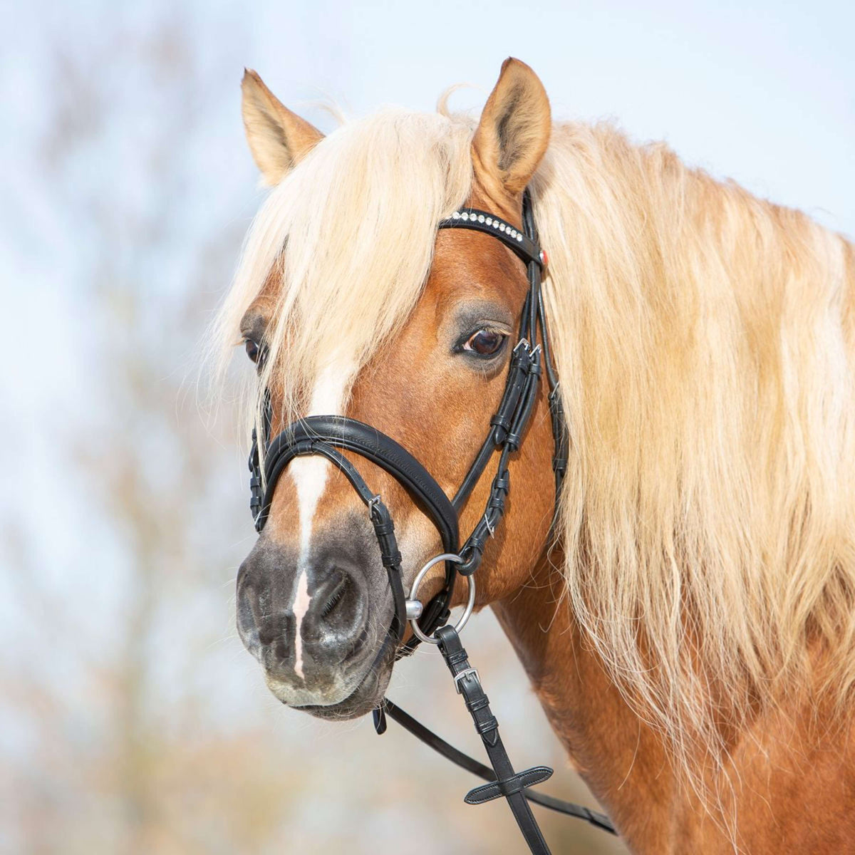 Kieffer Trense Ultrasoft Haflinger Schwarz/Weißen Steinen