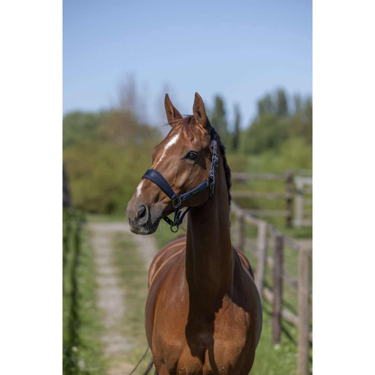 Kingsland Halfterset KLLucca Navy