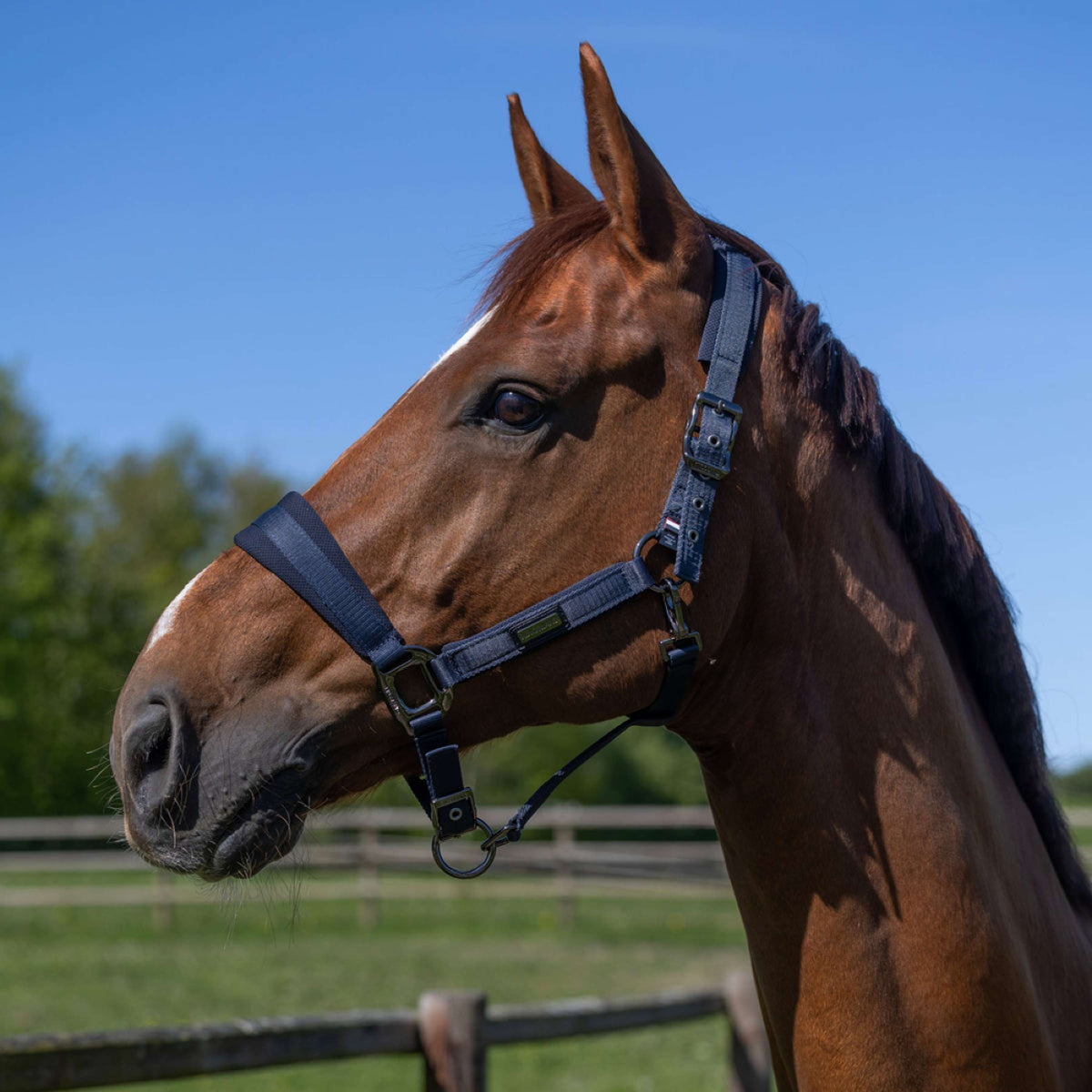 Kingsland Halfterset KLLucca Navy