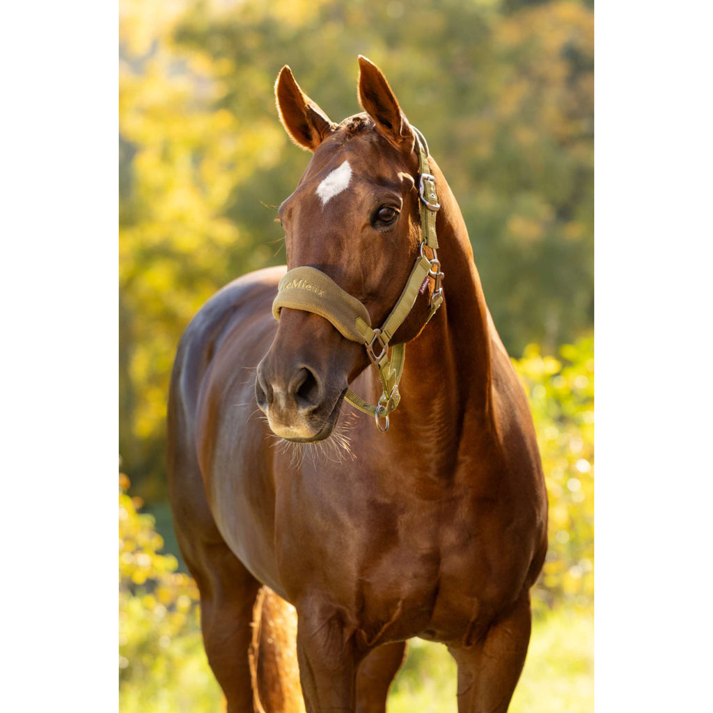 LeMieux Halfterset Vogue Gooseberry