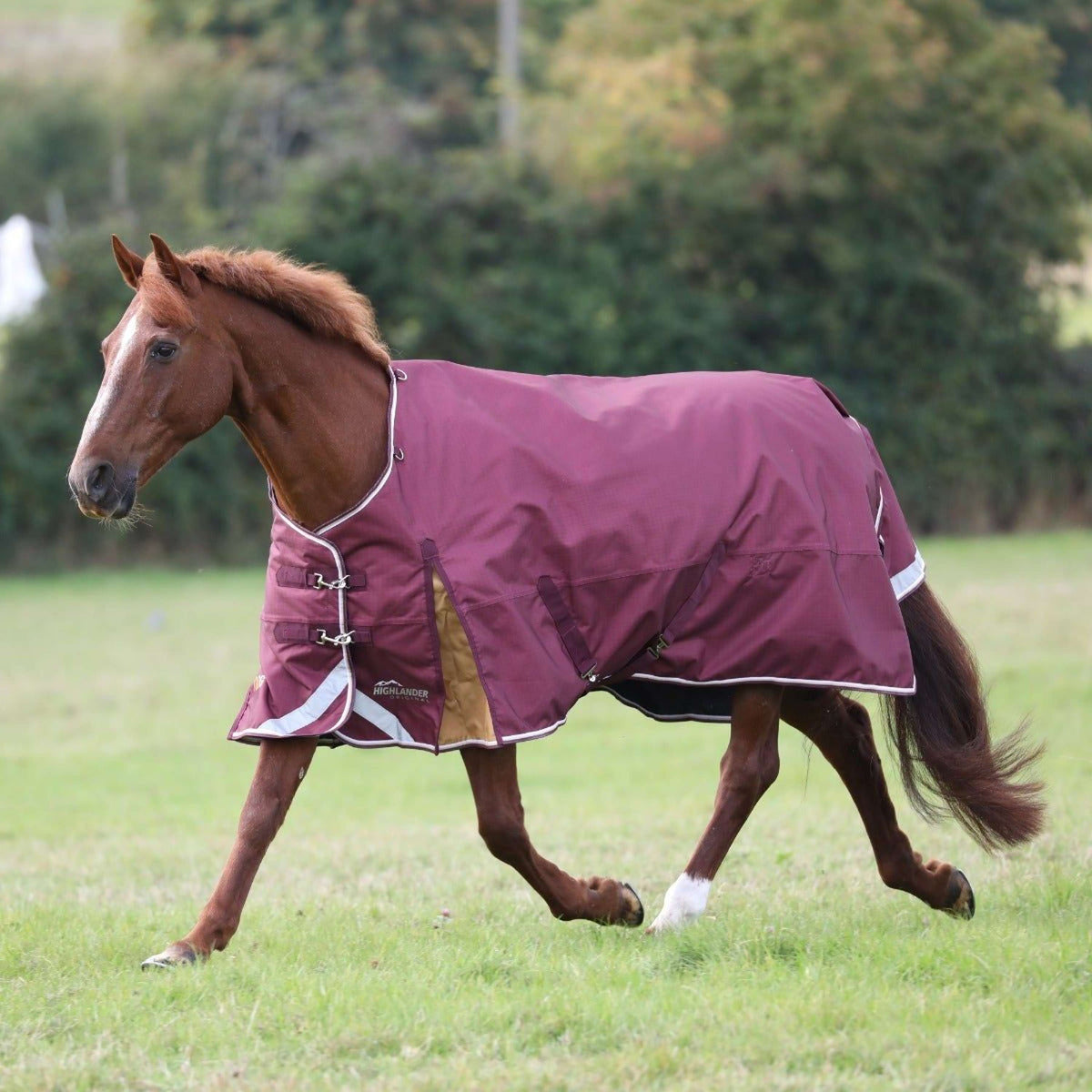 Highlander Plus Winterdecke Turnout 100g Maroon