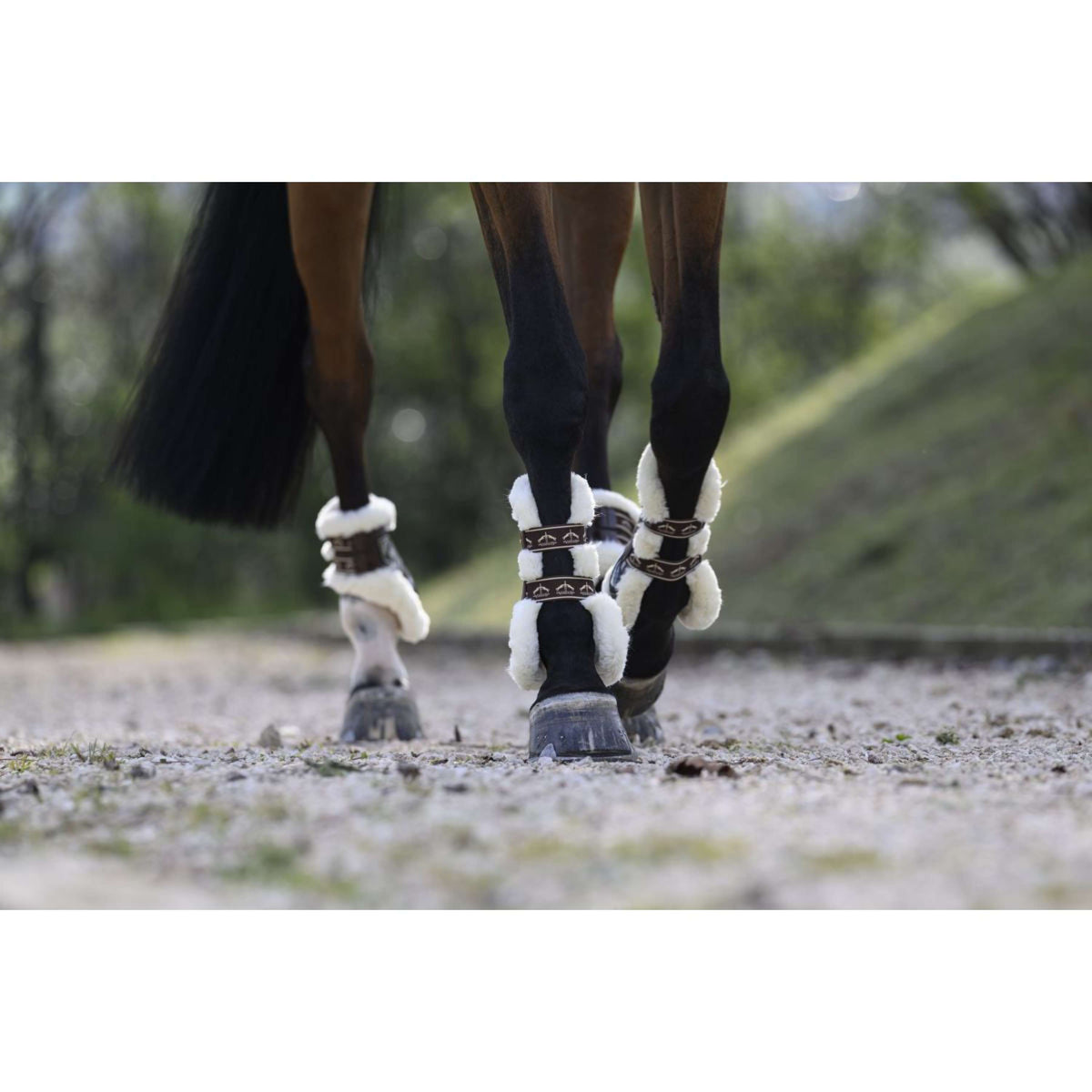 Veredus Sehnenschutz Carbon Gel Absolute Save the Sheep Front Braun