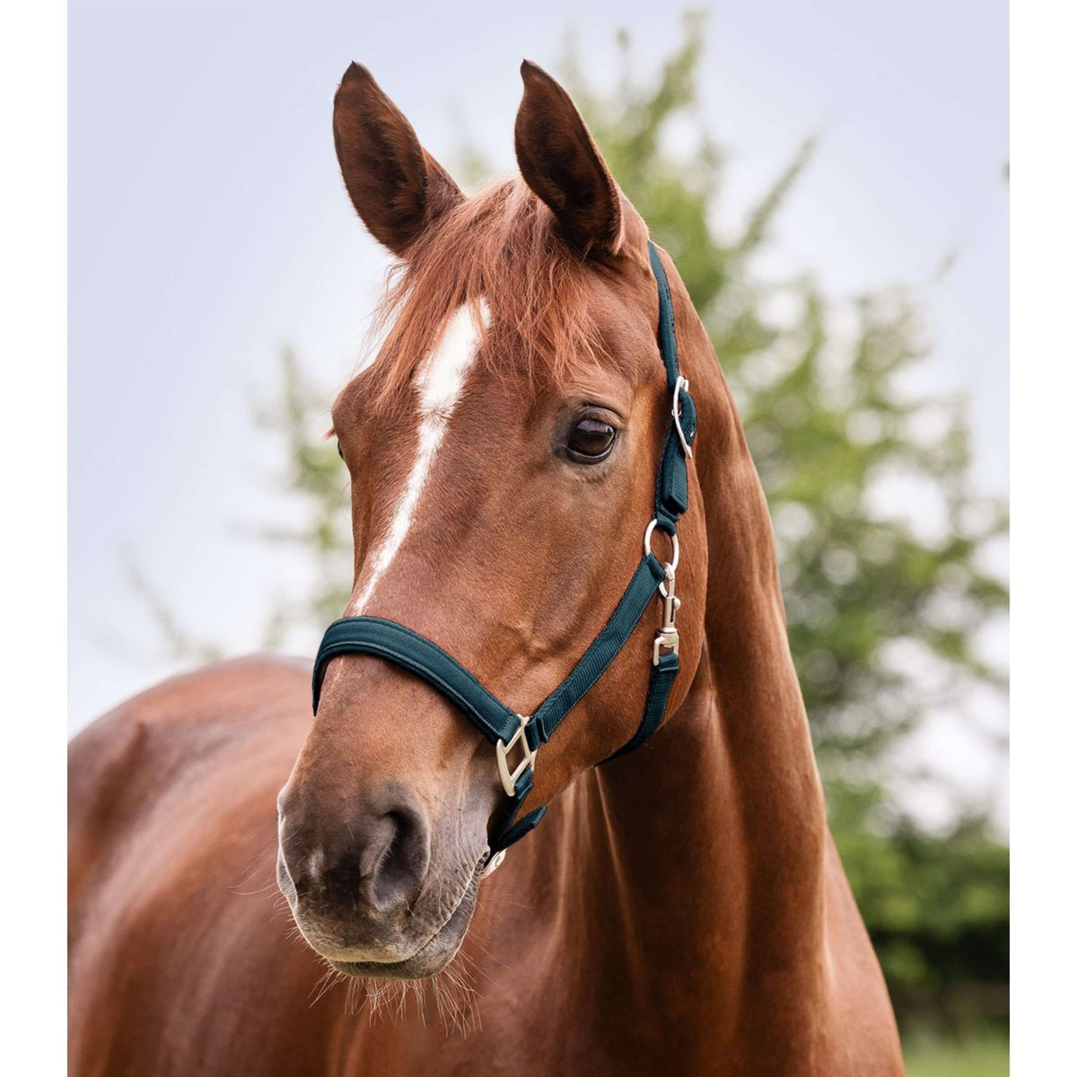 Waldhausen Halfter Perlon Satin Petrol Blue