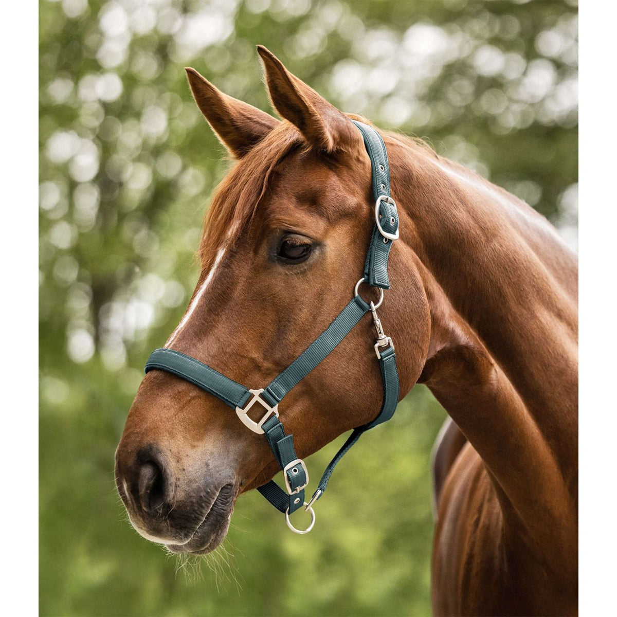 Waldhausen Halfter Satin Pine Green