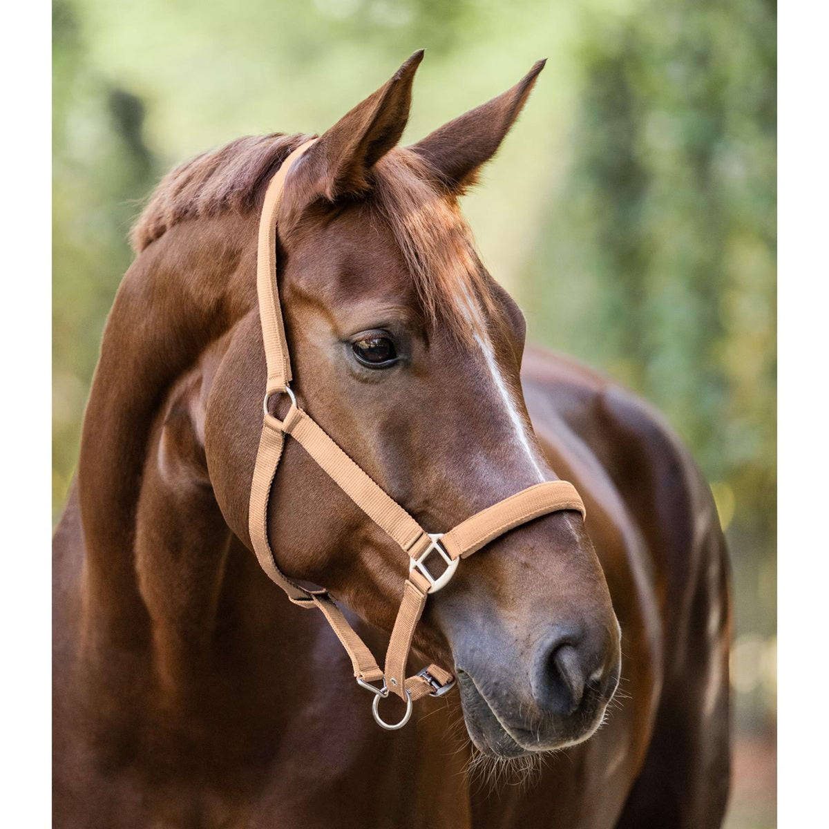 Waldhausen Halfter Satin Pfirsichfarben