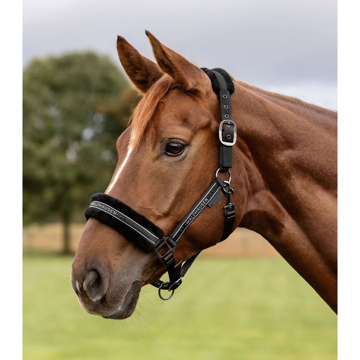 Waldhausen Halfter Elegant Schwarz/Schwarz
