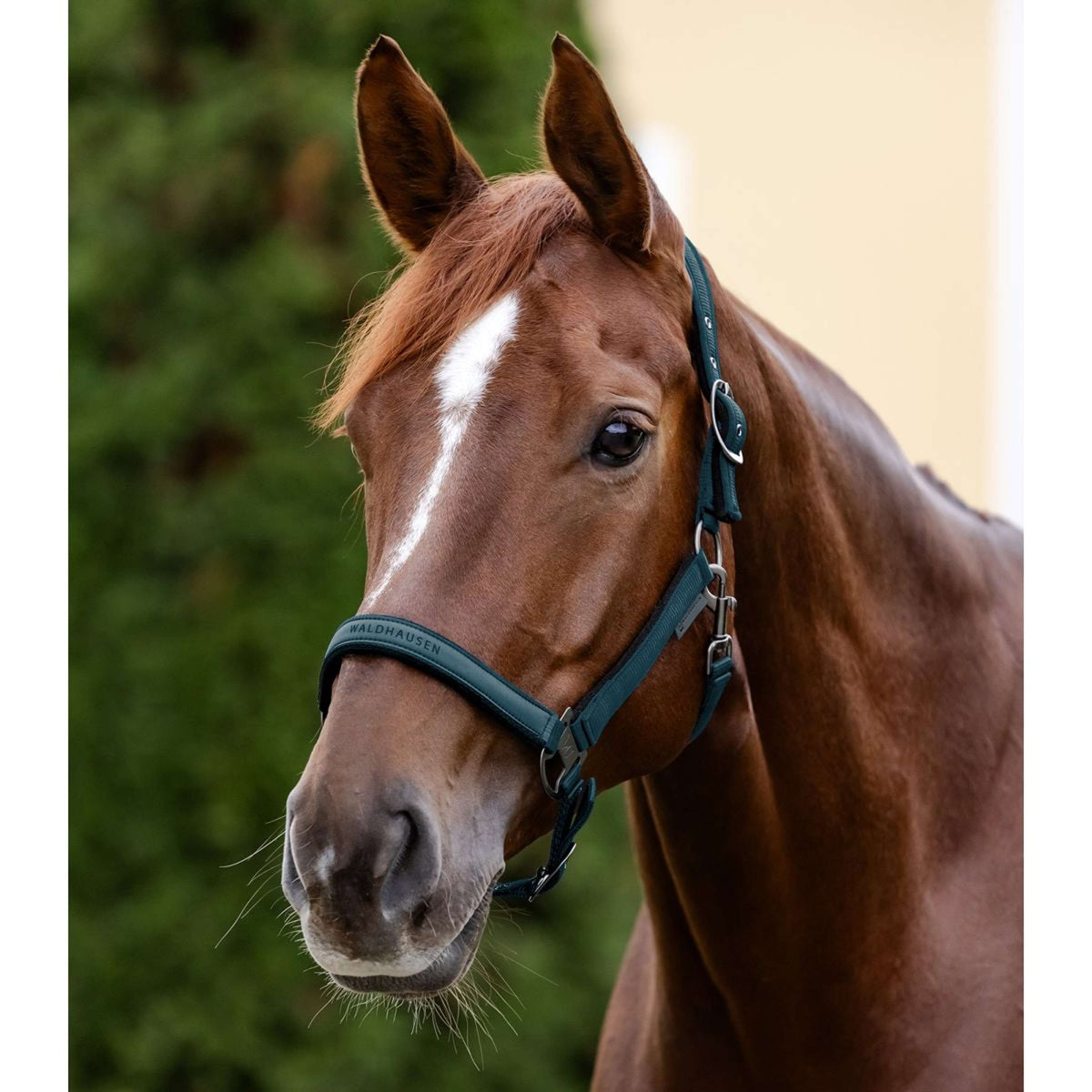 Waldhausen Halfter Athletic Petrol Blue