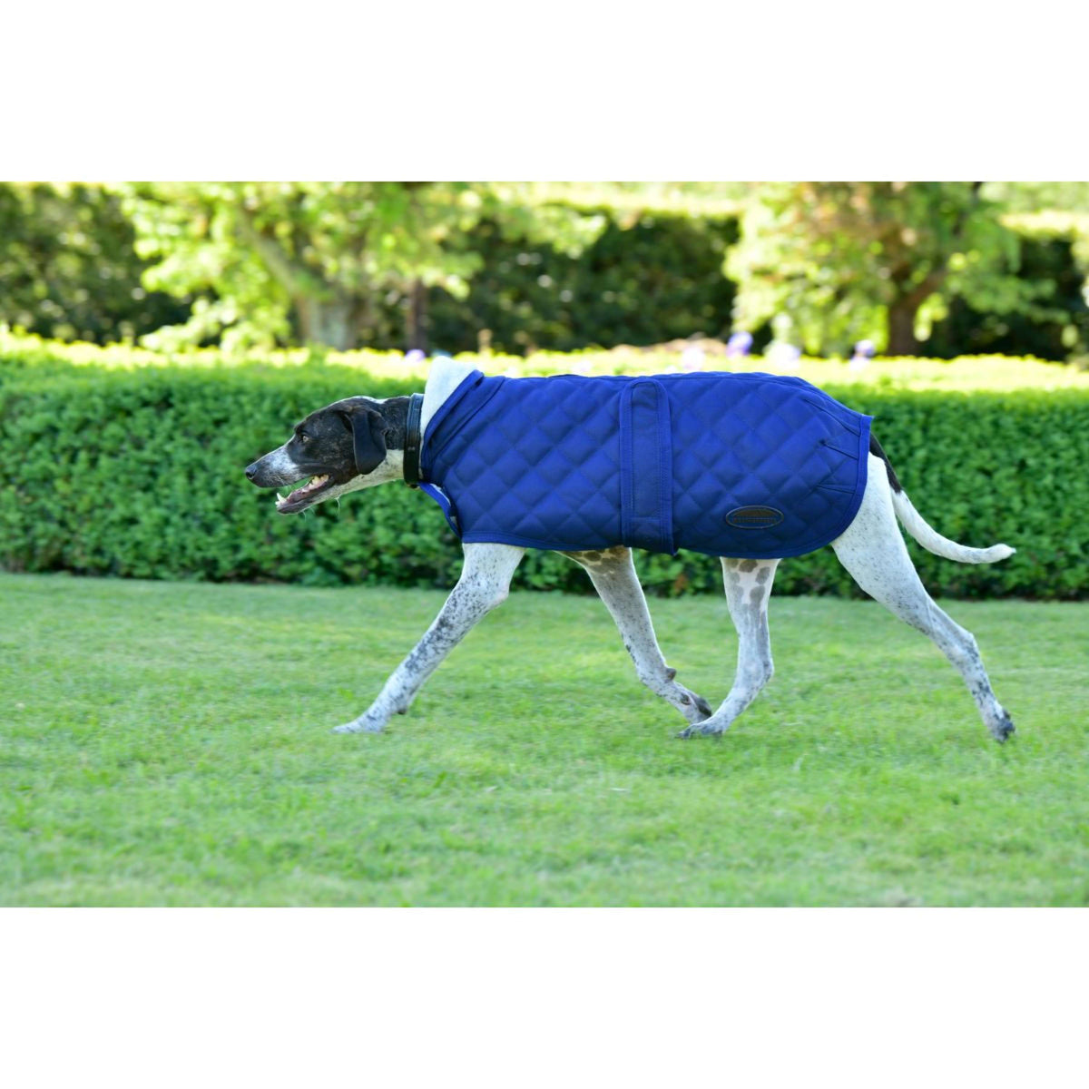 Weatherbeeta Hundedecke Comfitec Deluxe Diamond Quilt Navy