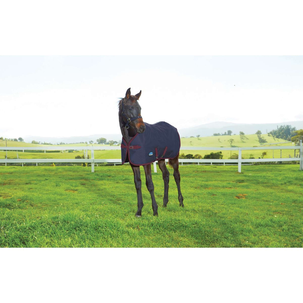 WeatherBeeta Fohlendecke 1200D Standard Neck 220g Navy/Burgundy