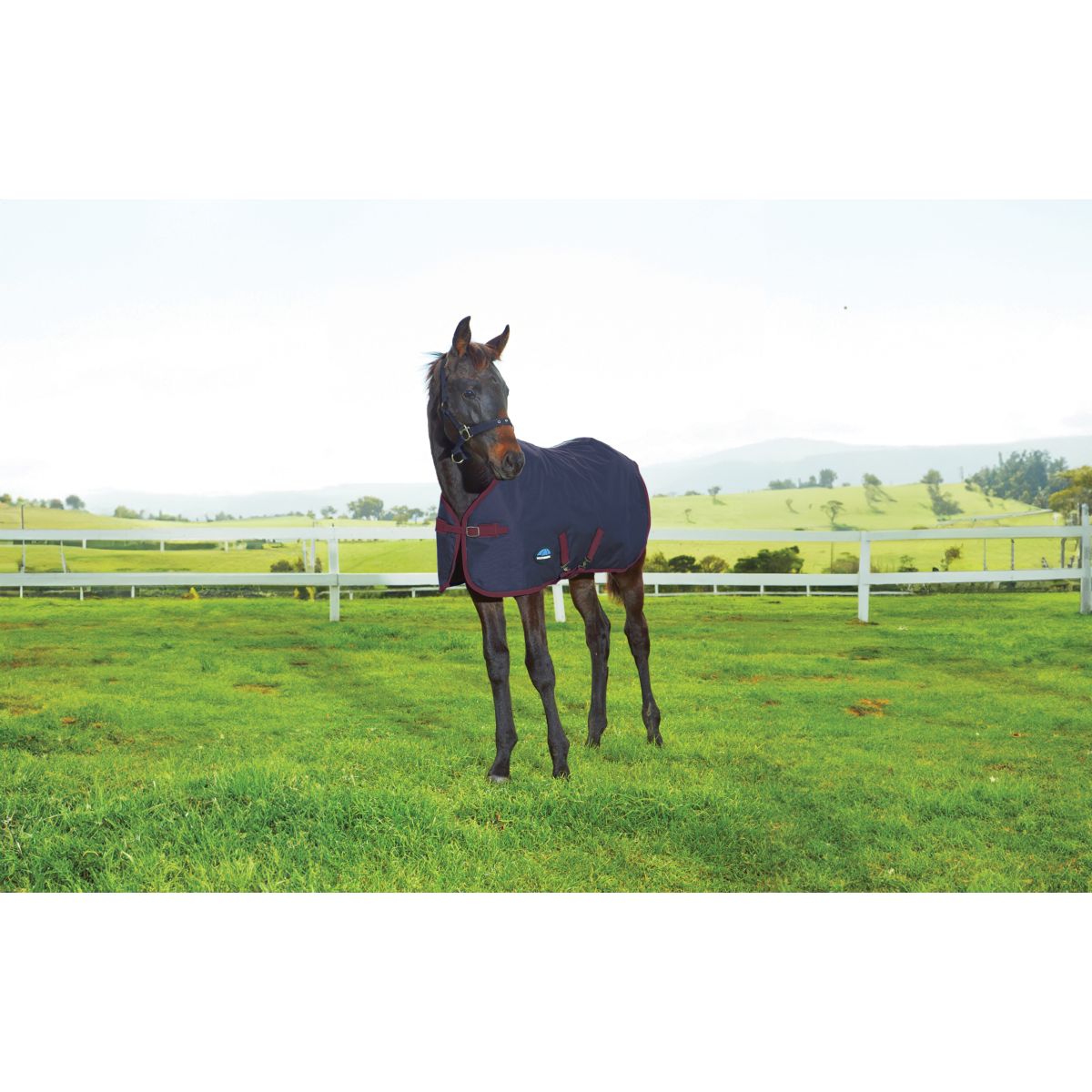 WeatherBeeta Fohlendecke 1200D Standard Neck 220g Navy/Burgundy