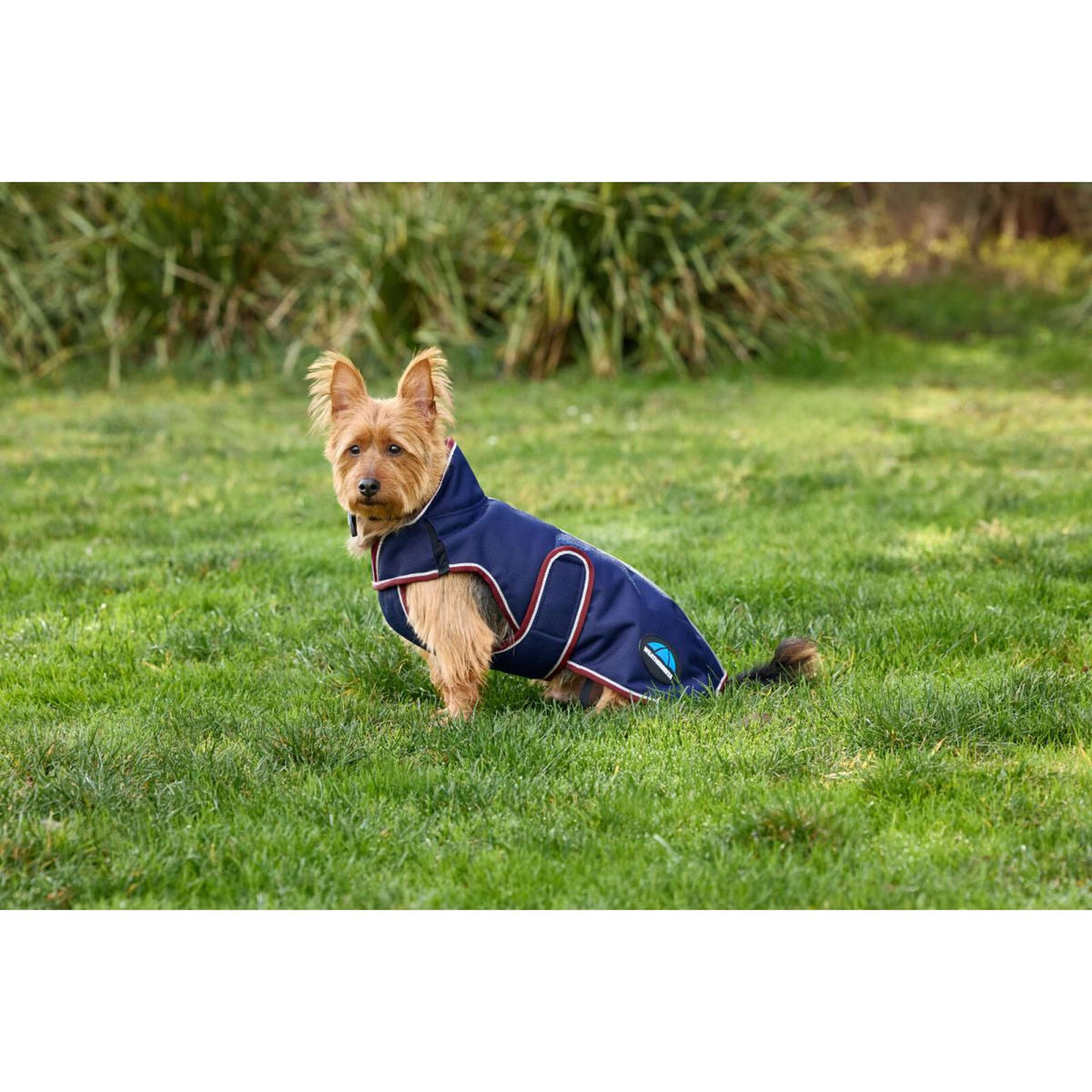 WeatherBeeta Hundedecke ComFiTec Premier Deluxe Waterproof Navy/Burgundy
