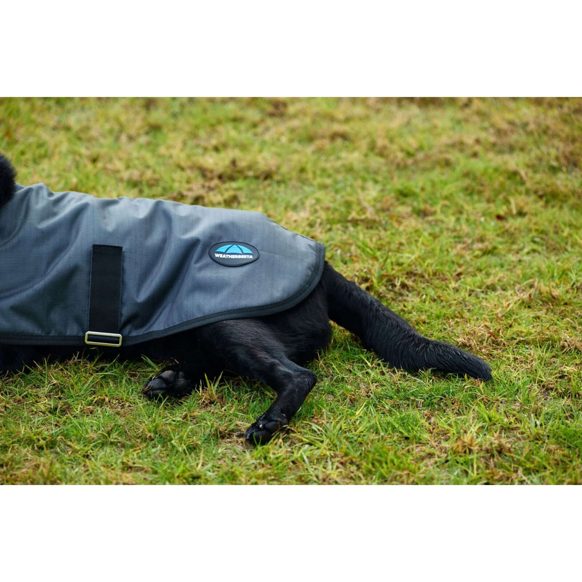 WeatherBeeta Hundedecke ComFiTec Classic Waterproof Kohle