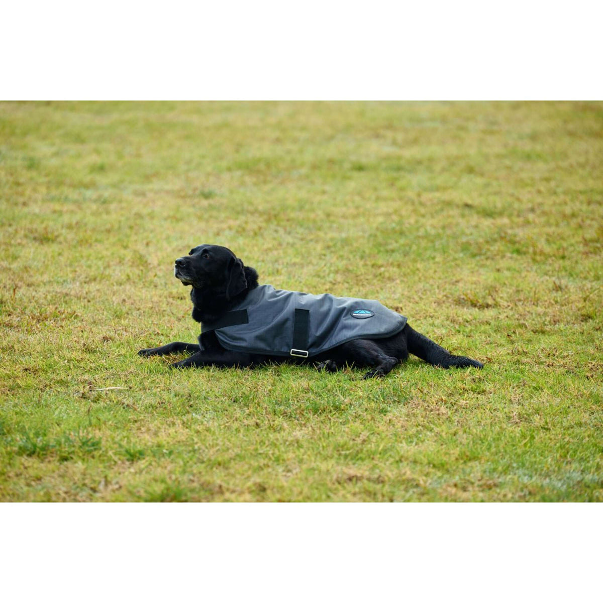 WeatherBeeta Hundedecke ComFiTec Classic Waterproof Kohle