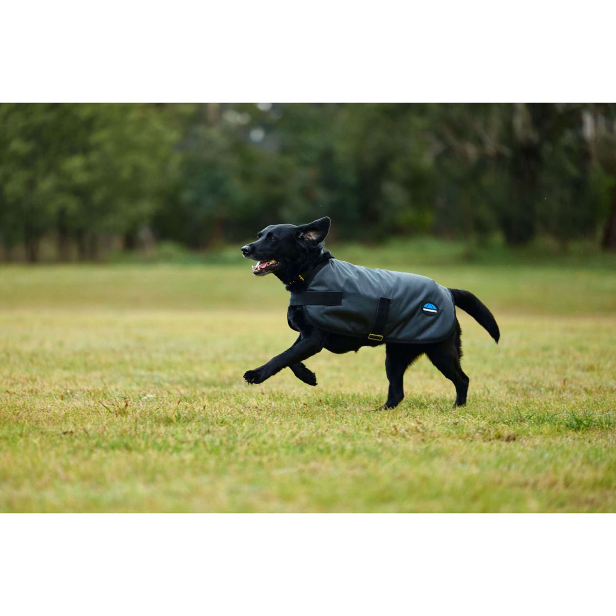 WeatherBeeta Hundedecke ComFiTec Classic Waterproof Kohle