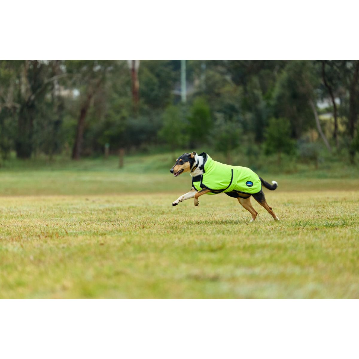 WeatherBeeta Hundedecke ComFiTec Reflective 300D Deluxe Showerproof Gelb